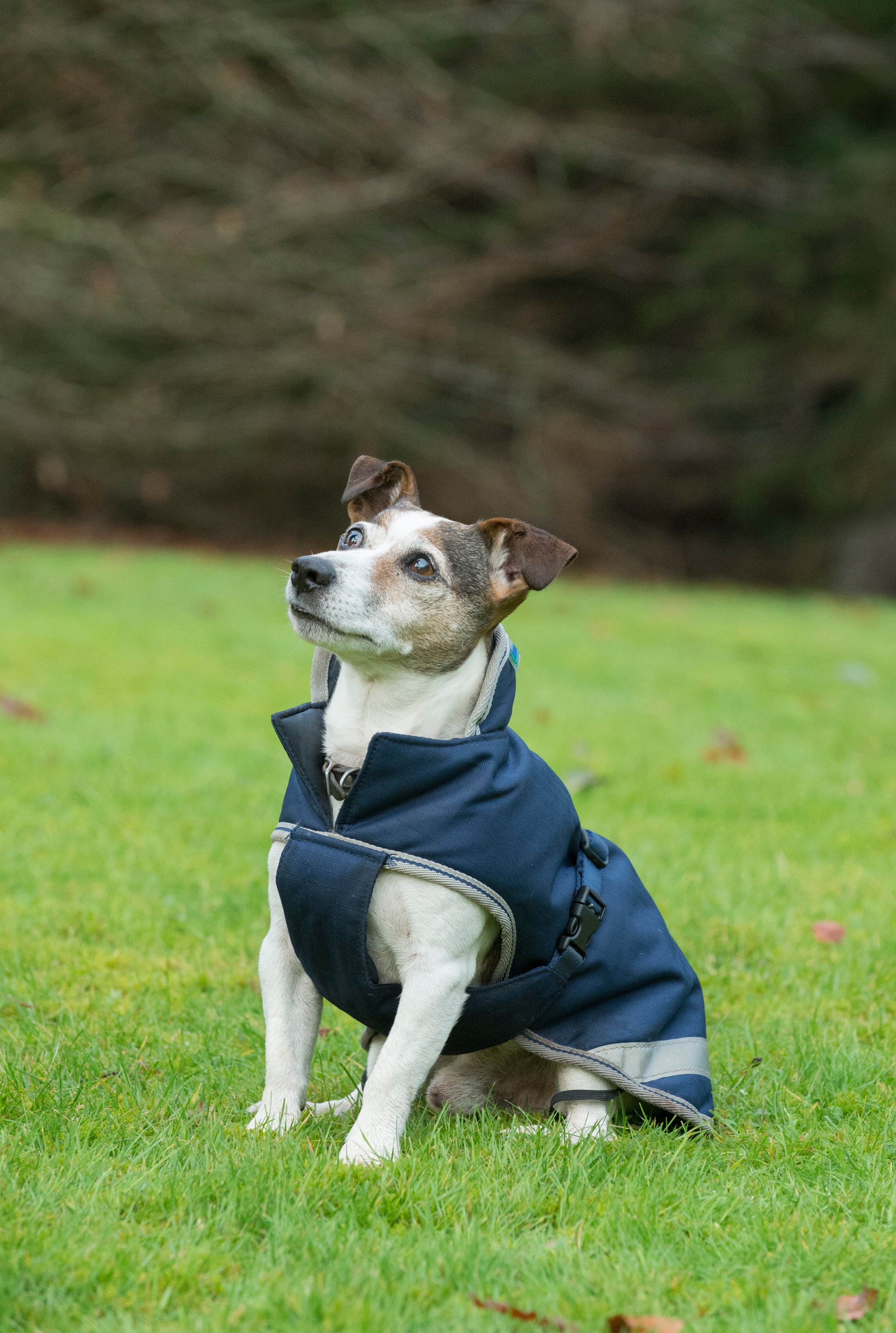 Hundedecke Freedom 150g