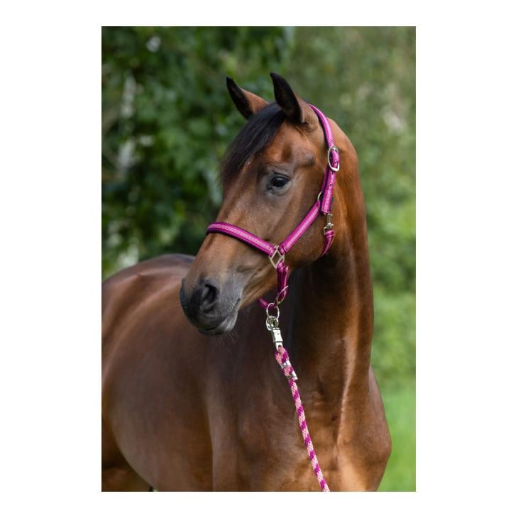 Covalliero Halfter Mustang