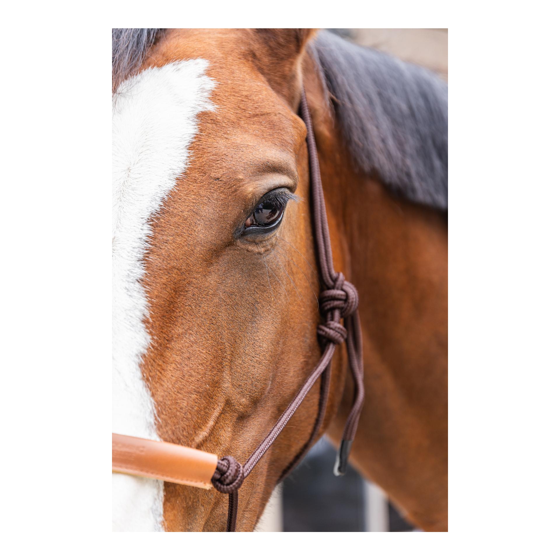 Grooming Deluxe Knotenhalfter