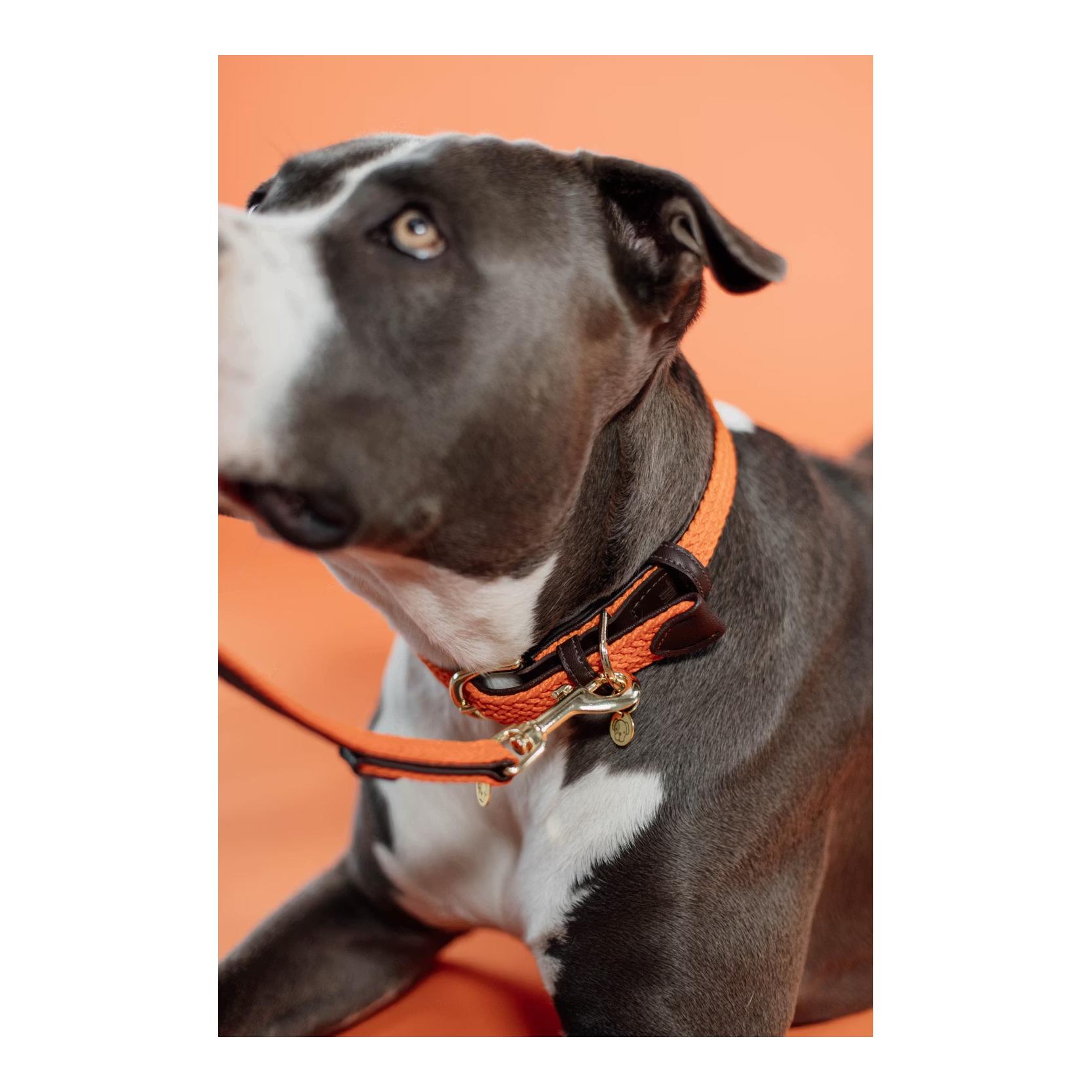 Hundehalsband Nylon geflochten