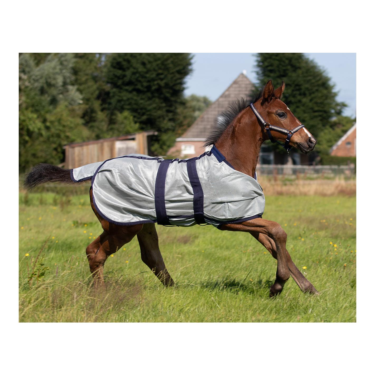 QHP Fohlenfliegendecke