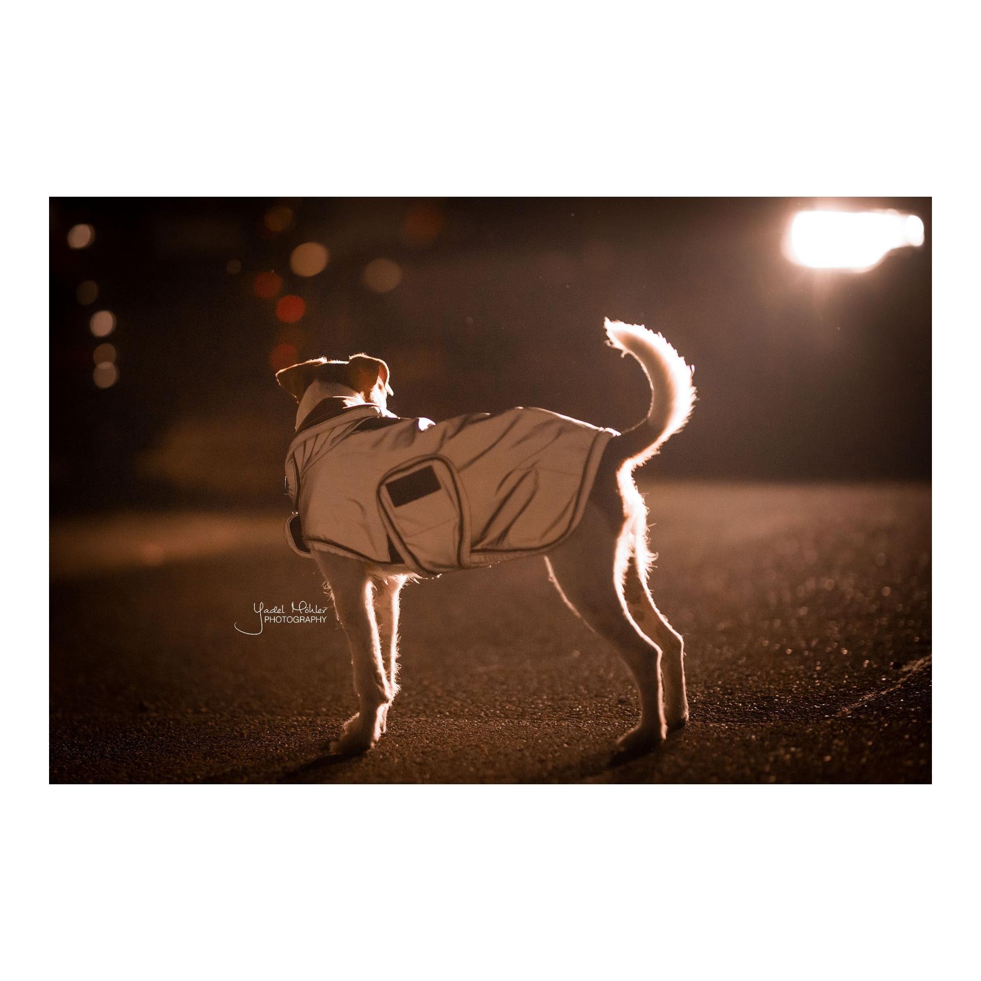 Hundemantel reflektierend & wasserabweisend Hundemantel reflektierend & wasserabweisend
