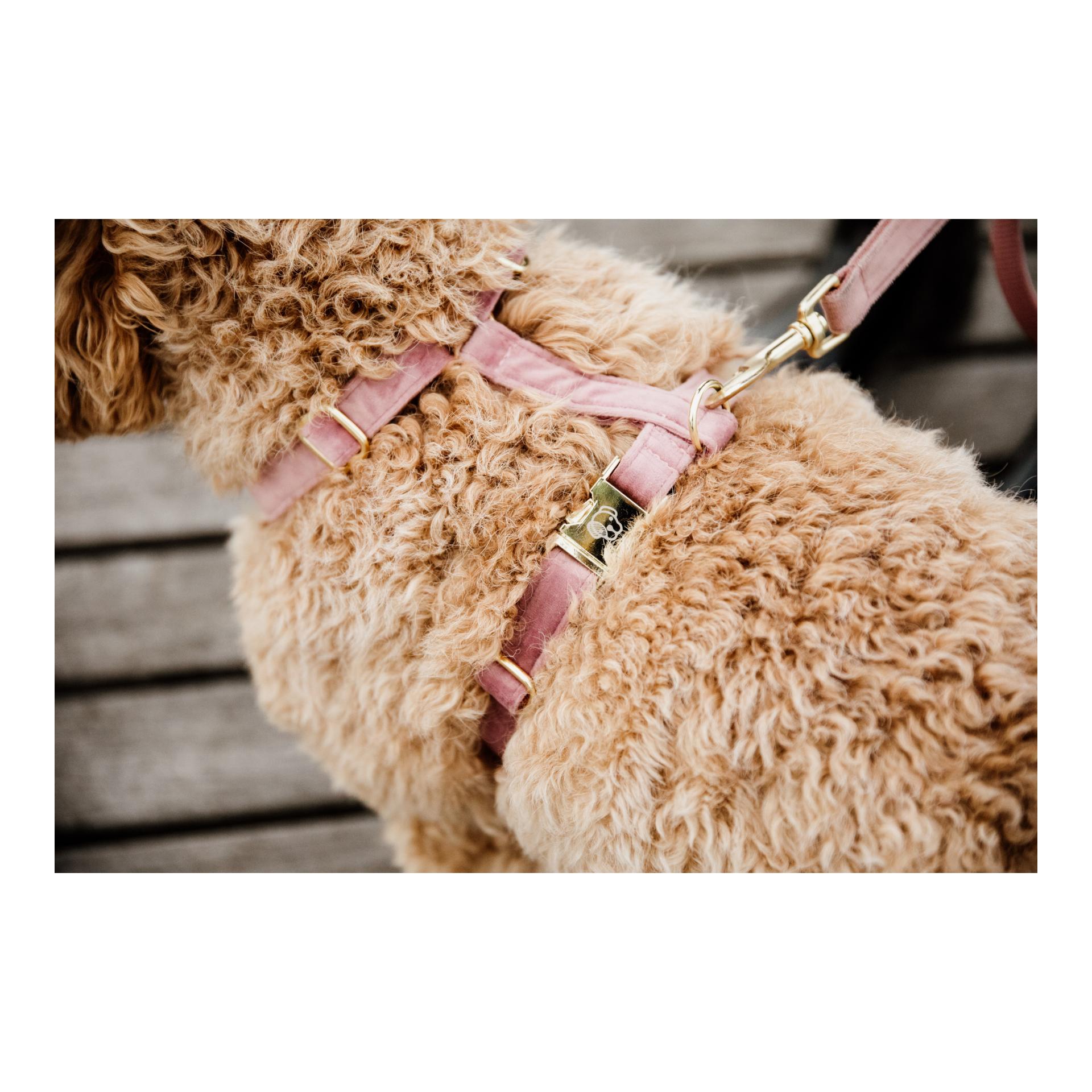 Hundegeschirr Loop Velvet - old rose Hundegeschirr Loop Velvet - old rose
