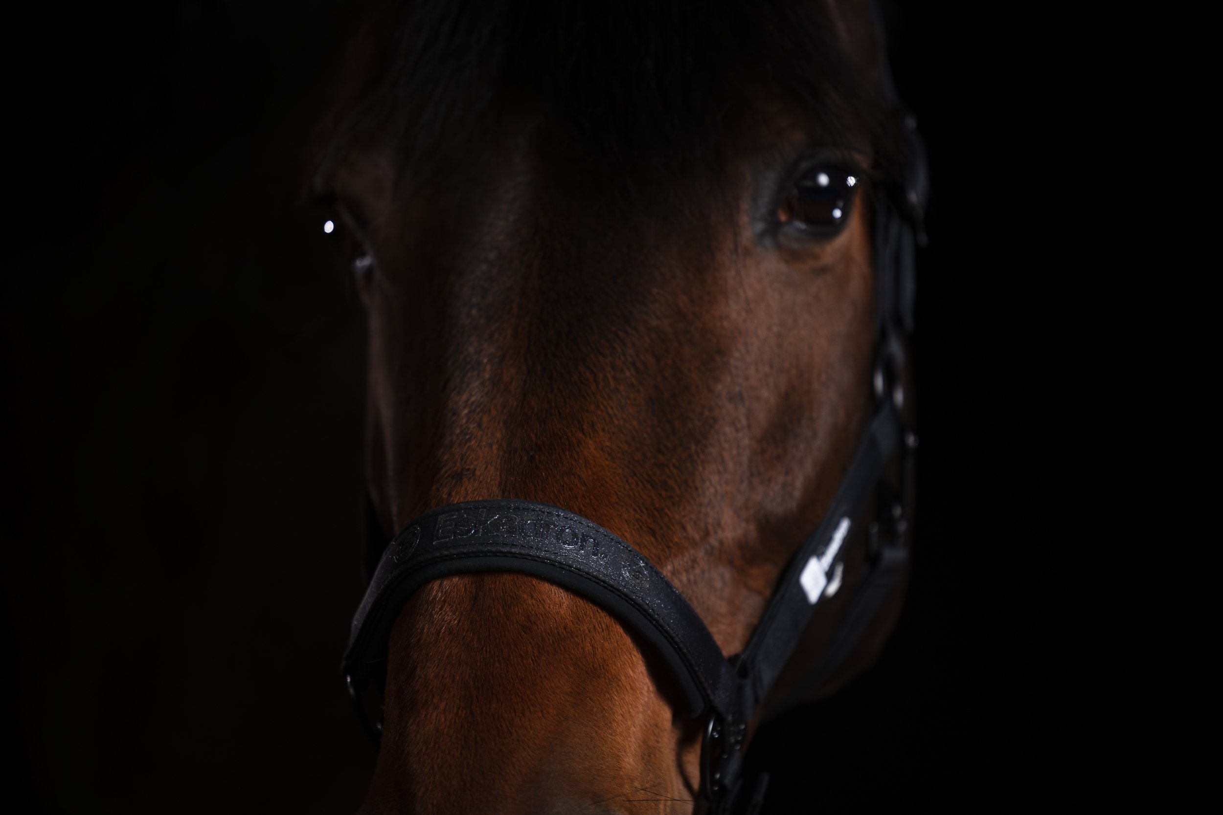 Halfter Sparkle Double Pin Dynamic 25