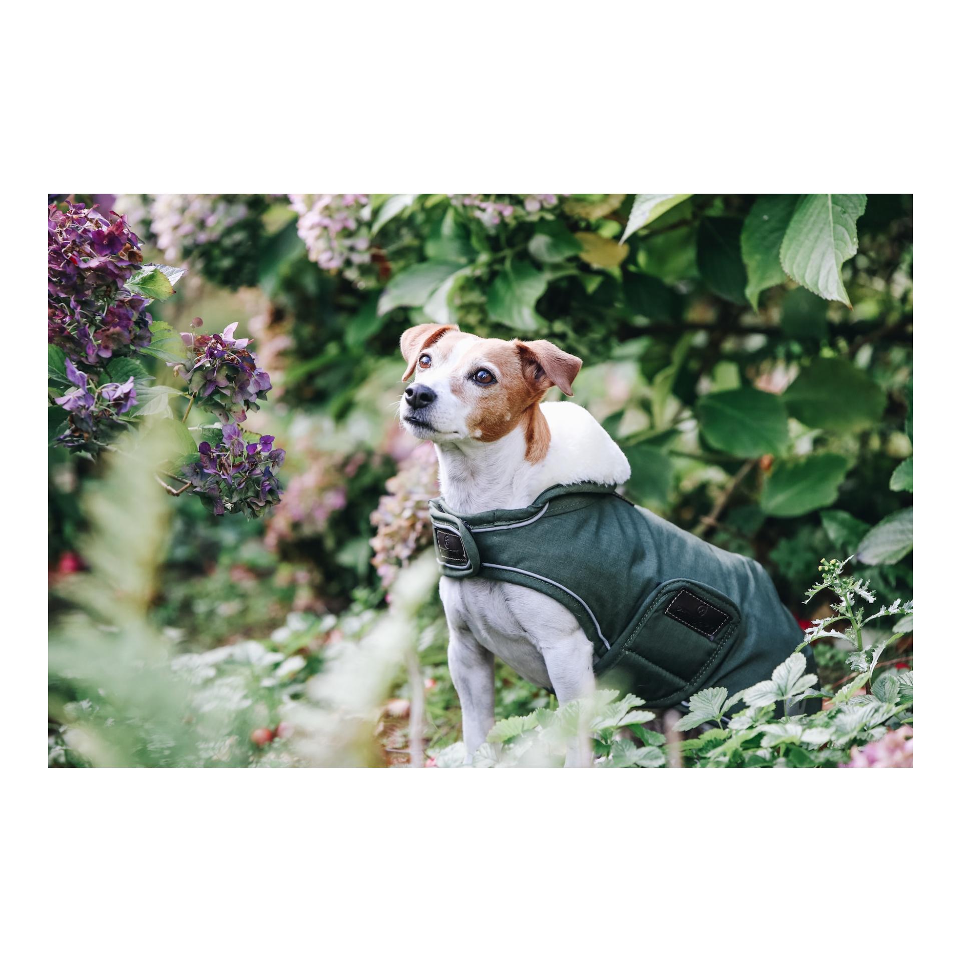 Manteau pour chien imperméable 300g - olive green Manteau pour chien imperméable 300g - olive green