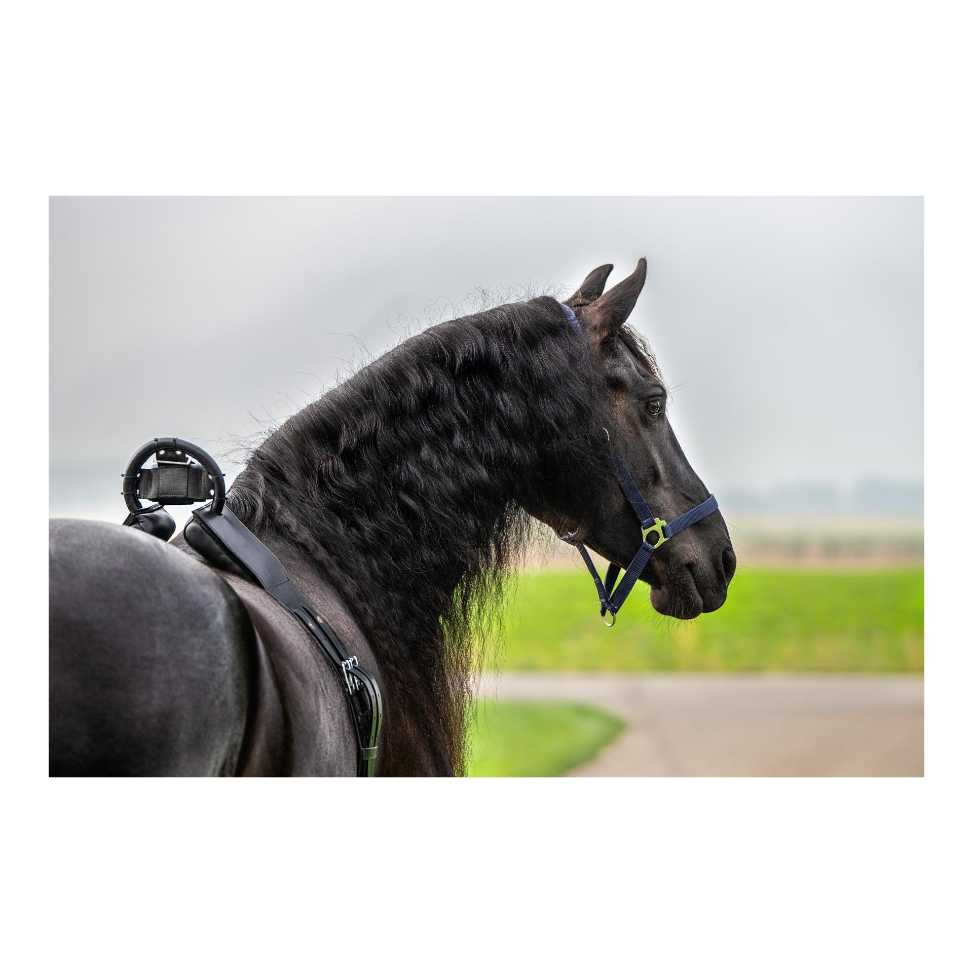 Birth Alarm Set - Birth Alarm Lite 2.0 inkl. Überrollbügel + WiFi Kamera