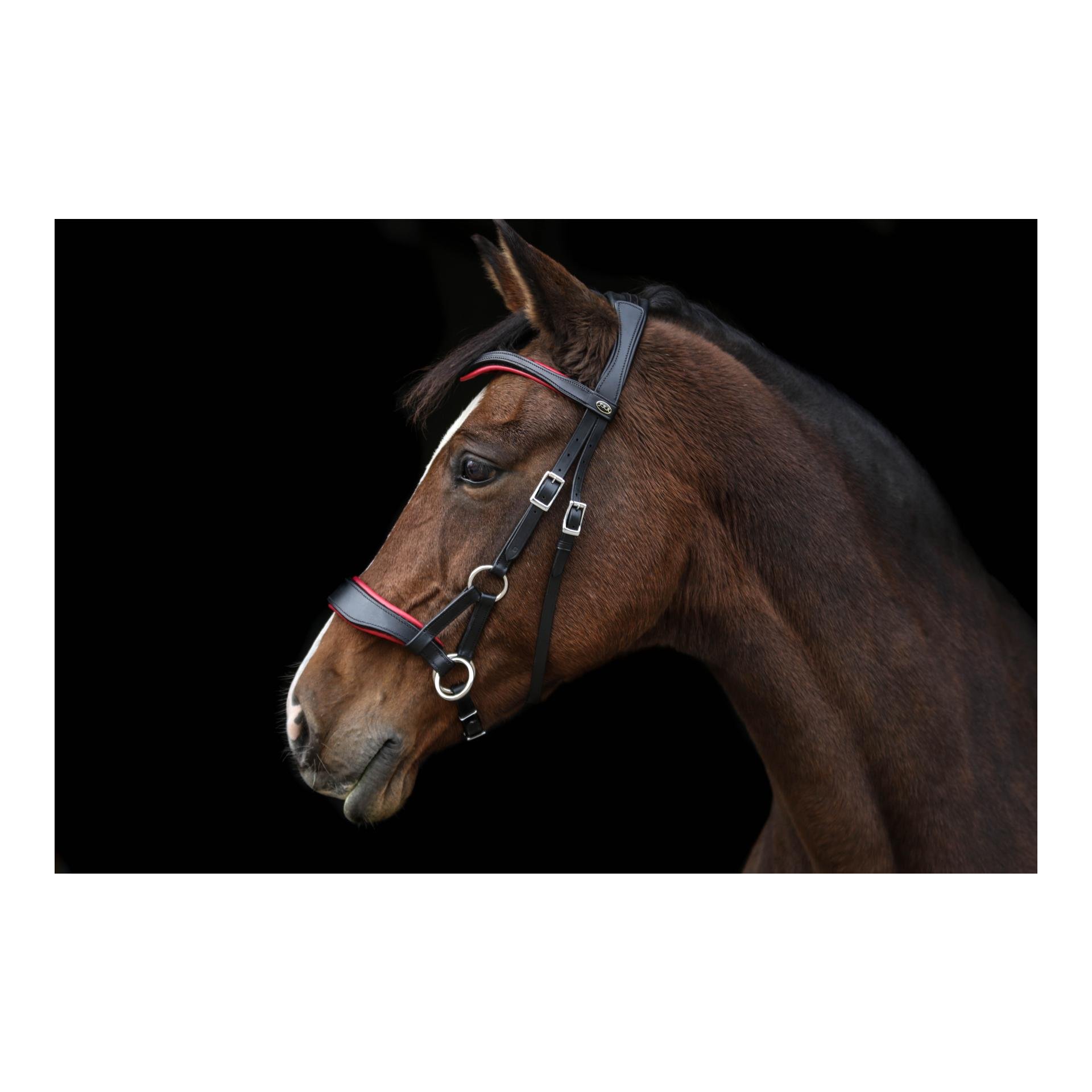 Bride sans mors Aruba avec coussinets colorés flexibles - noir