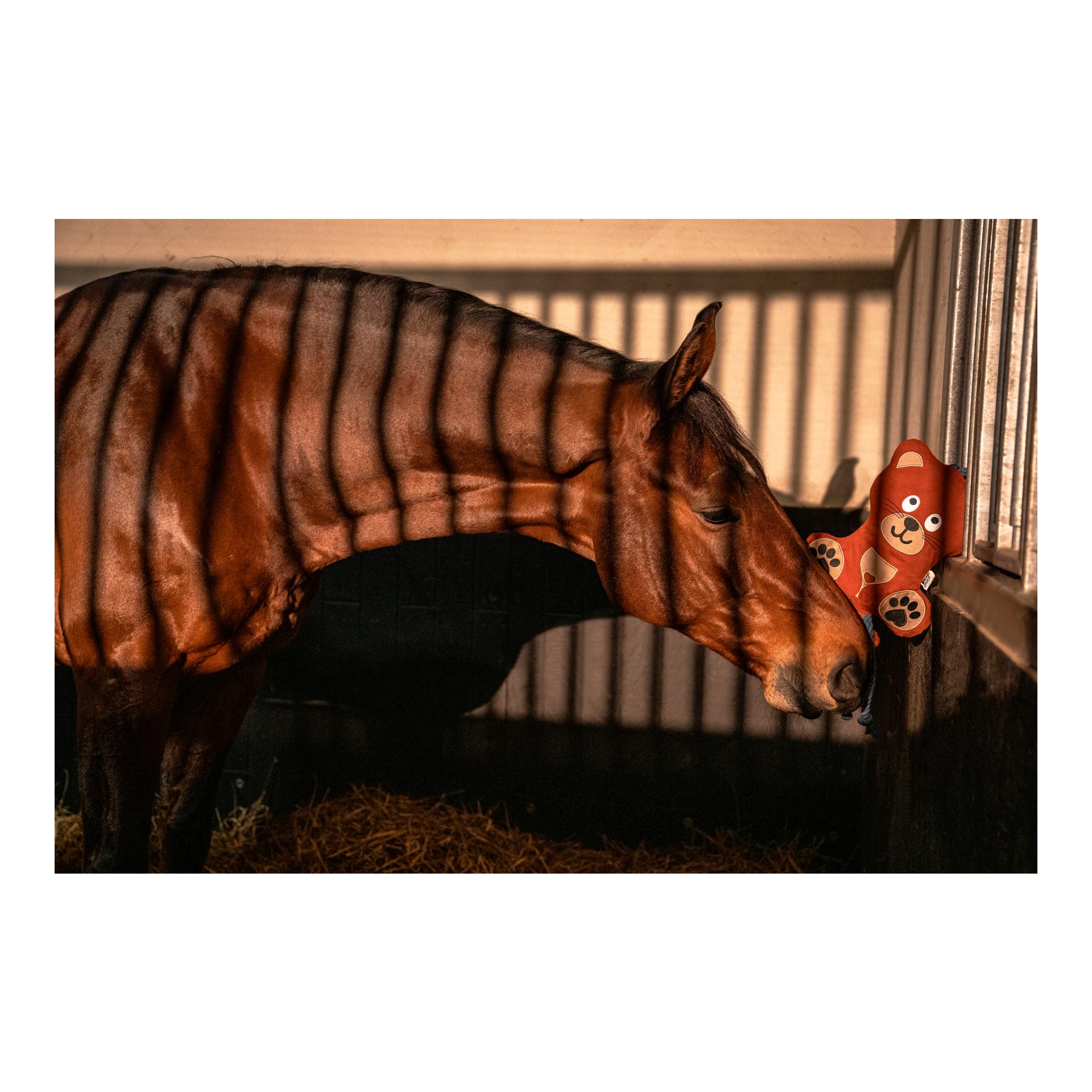 Eskadron Jouet pour cheval BEAR Platinum 26 S/S