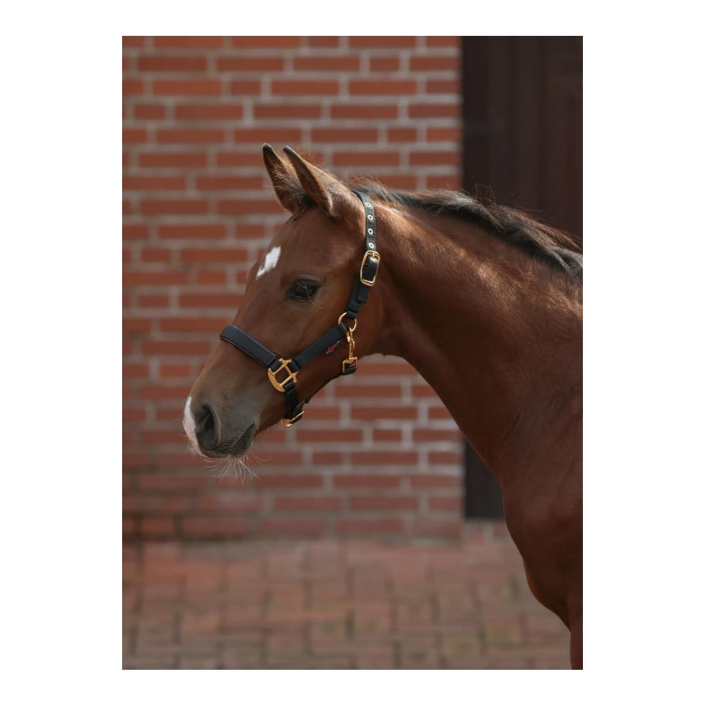 Kerbl Fohlenhalfter TopLine