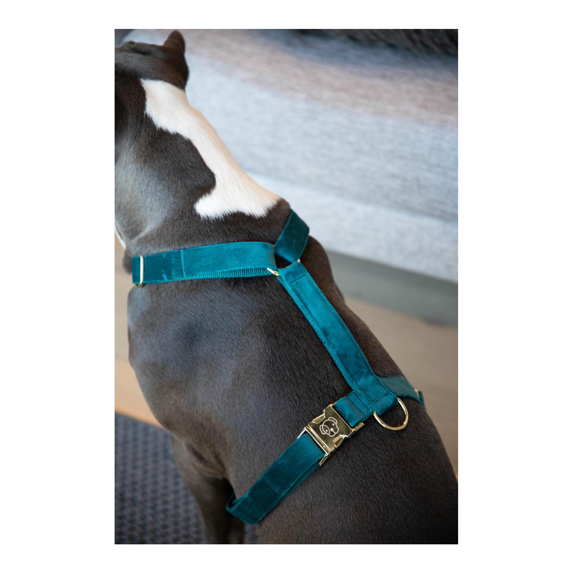 Hundegeschirr Loop Velvet - emerald Hundegeschirr Loop Velvet - emerald