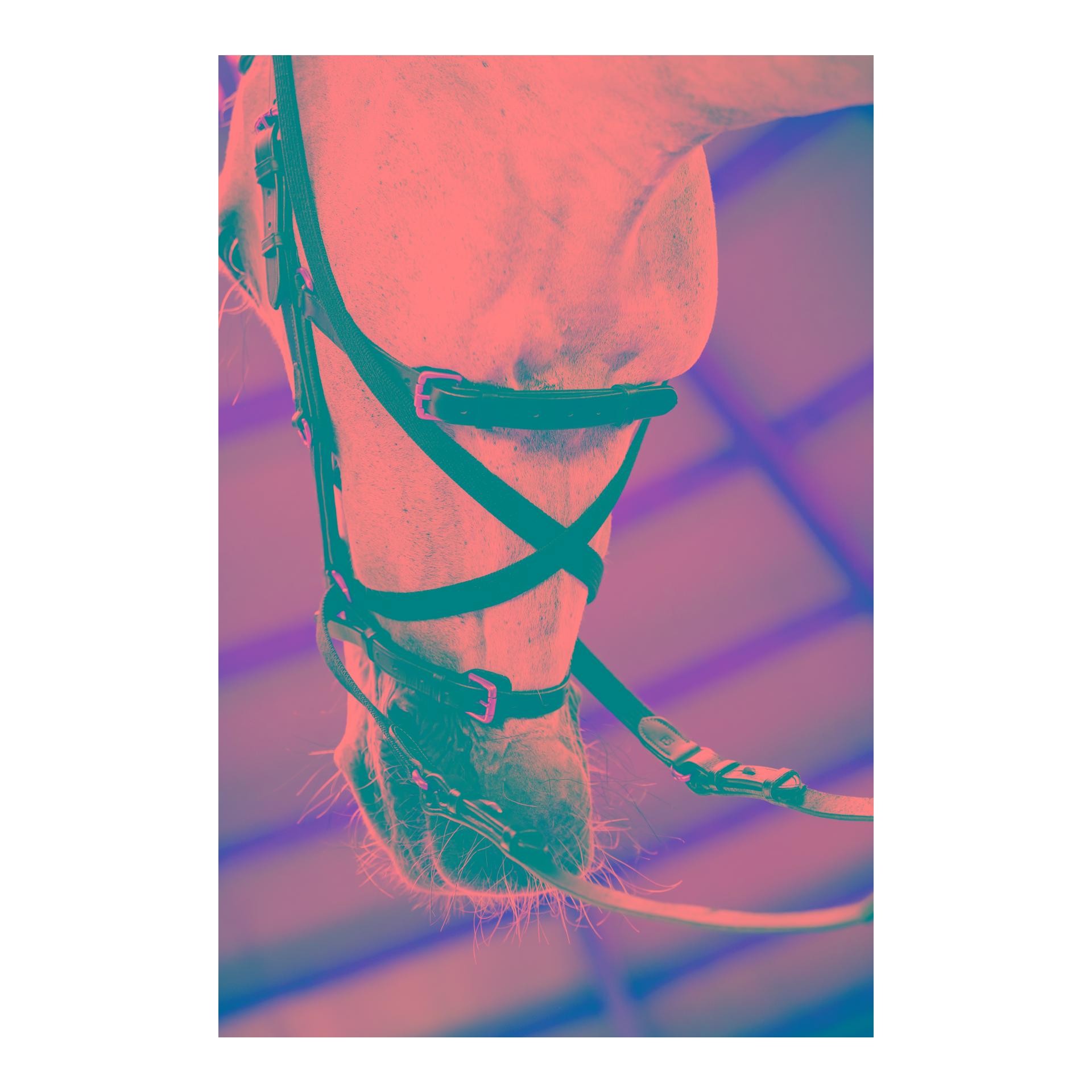 Horseware Zaum Micklem Multi