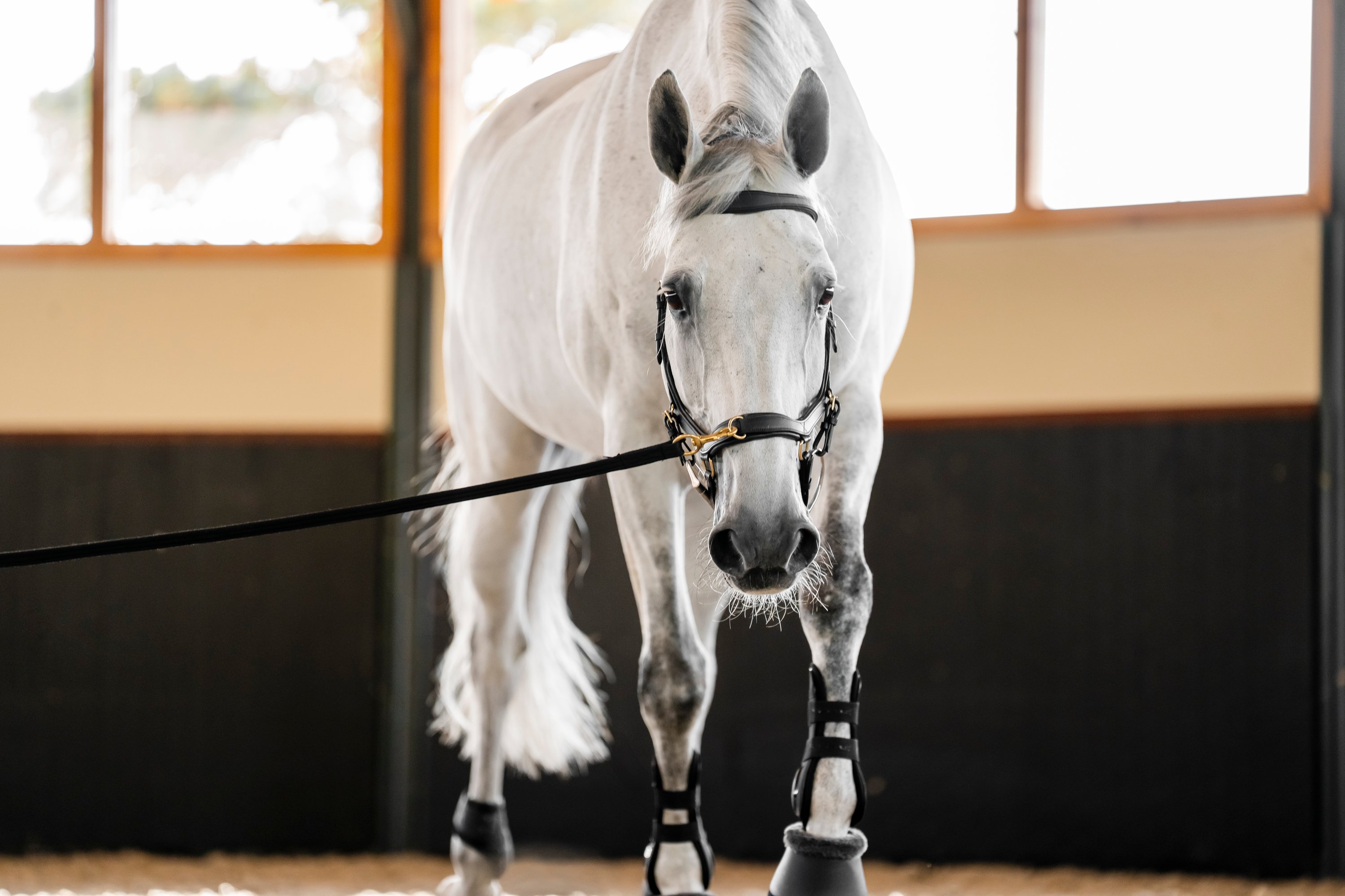 Horseware Bridon Micklem Multi