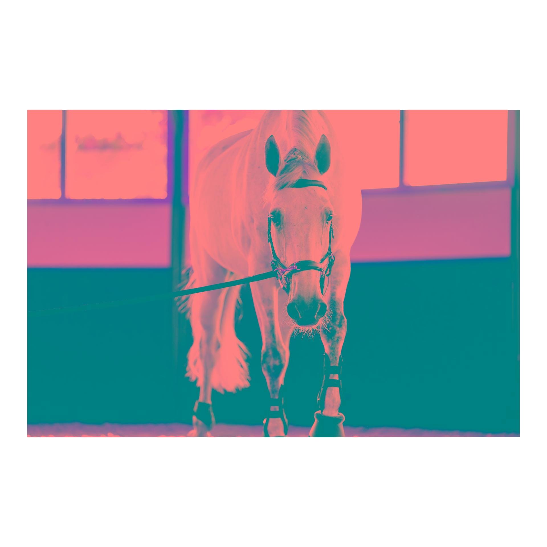 Horseware Zaum Micklem Multi