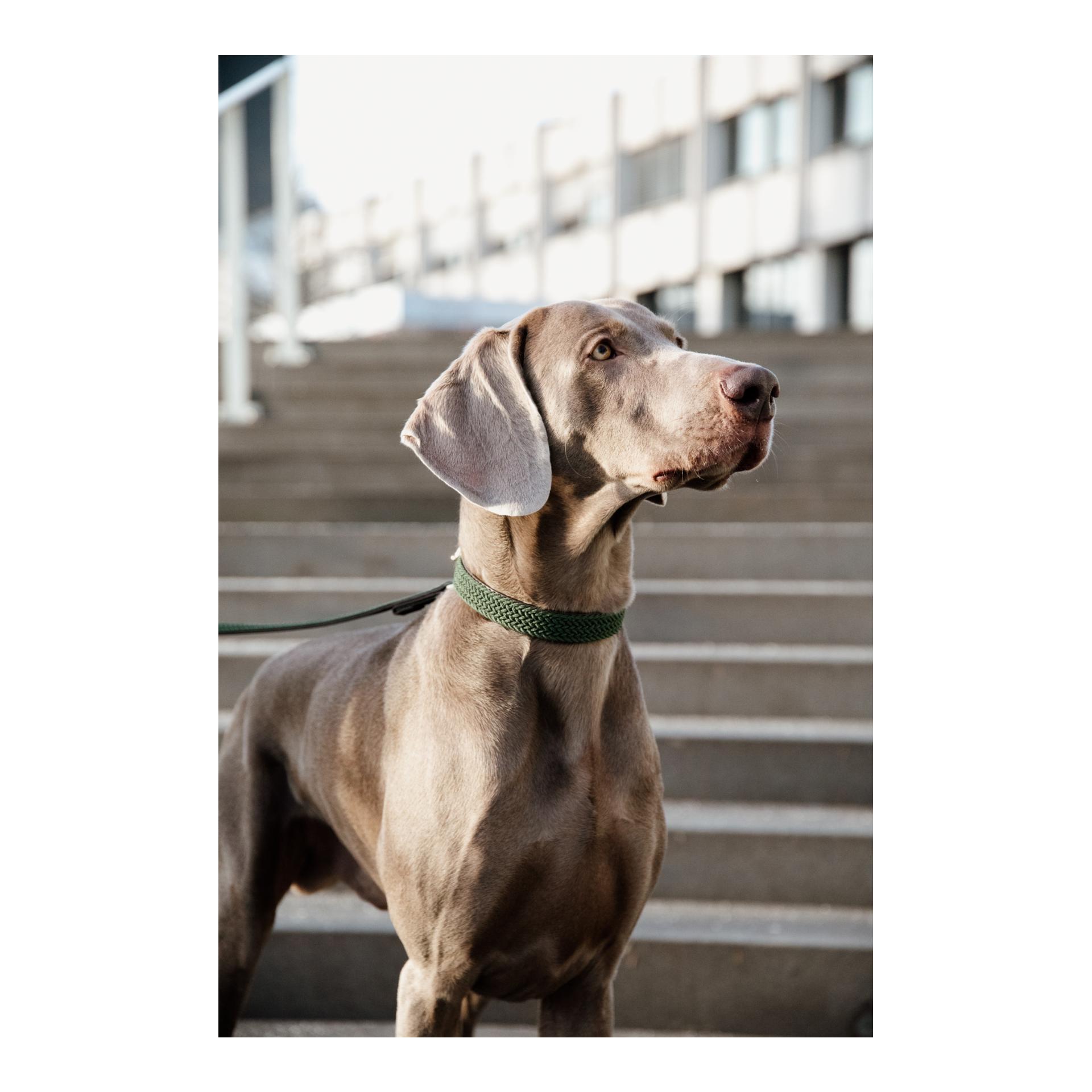 Hundehalsband Nylon geflochten - olive green Hundehalsband Nylon geflochten - olive green