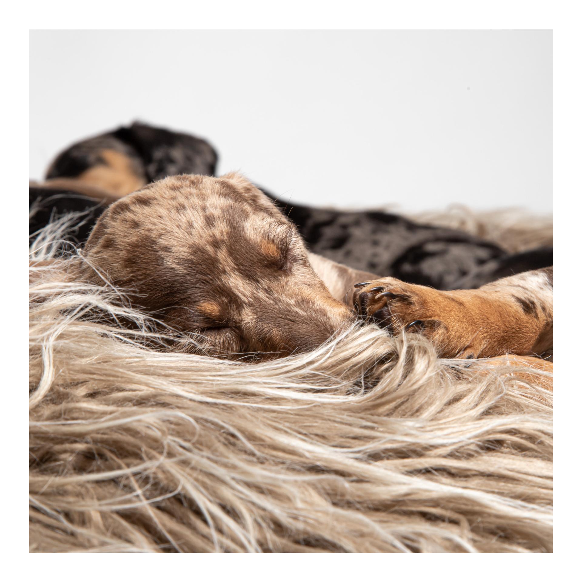 Pouf Yeti - Braun Pouf Yeti - Braun