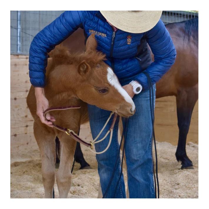 equitrade Licol en cuir pour poulain Kalley Krickeberg 