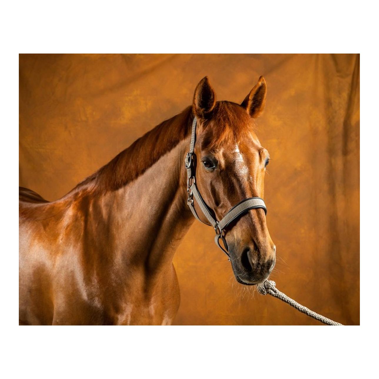 Licol Nubuck New English Collection Nouveau - gris