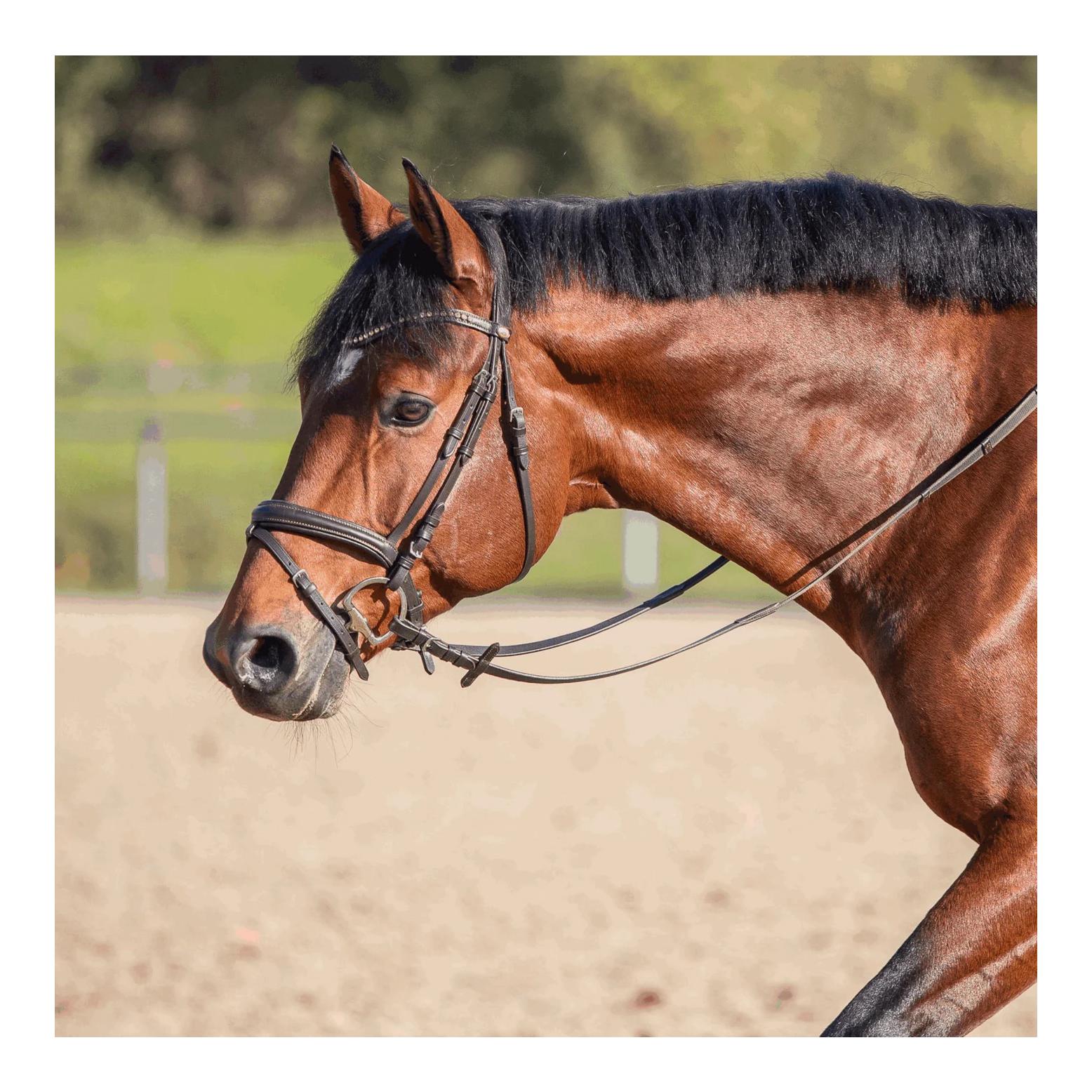 Sprenger Dynamic RS Olivenkofgebiss mit D-förmigem Ring 16 mm einfach gebrochen