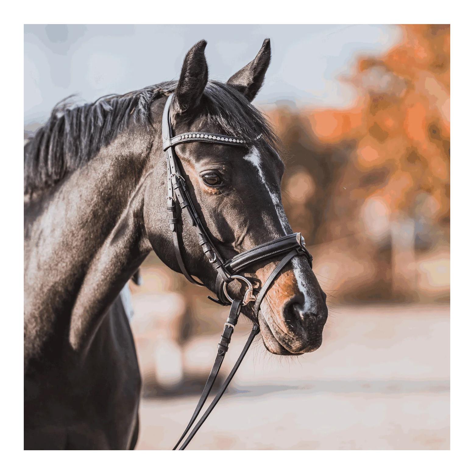 Sprenger KK ULTRA Olivenkopf 16 mm - Sensogan