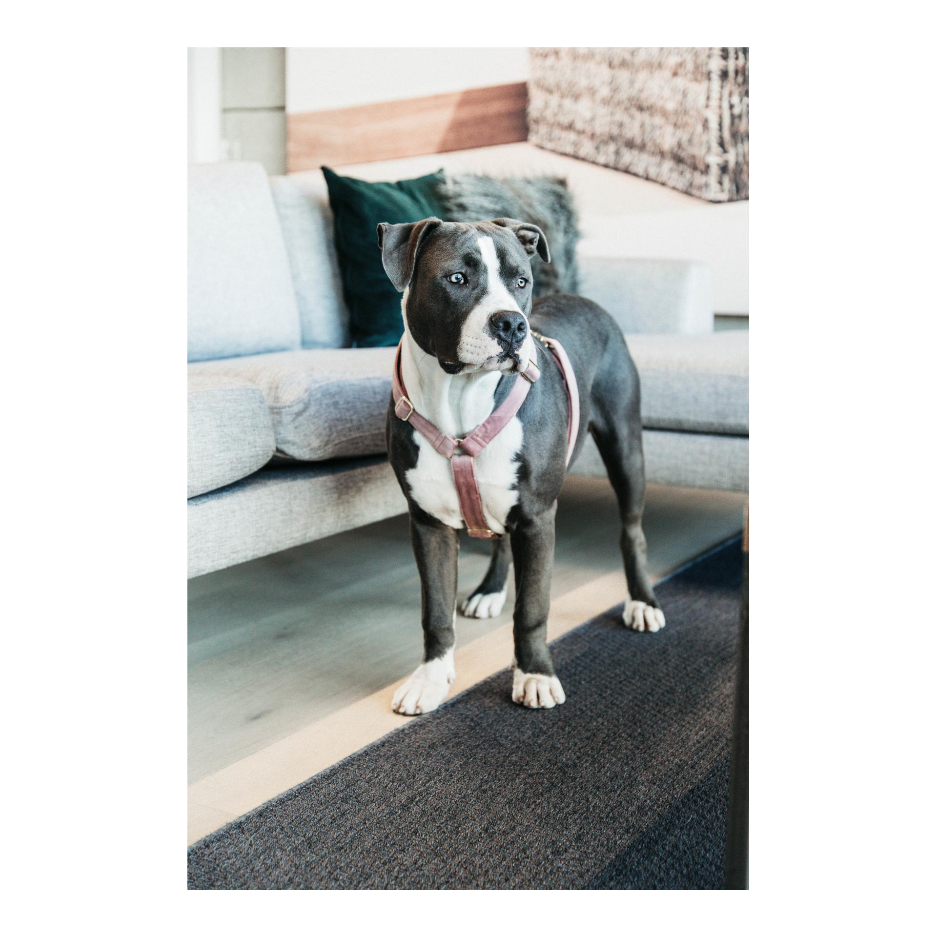 Hundegeschirr Loop Velvet - old rose Hundegeschirr Loop Velvet - old rose