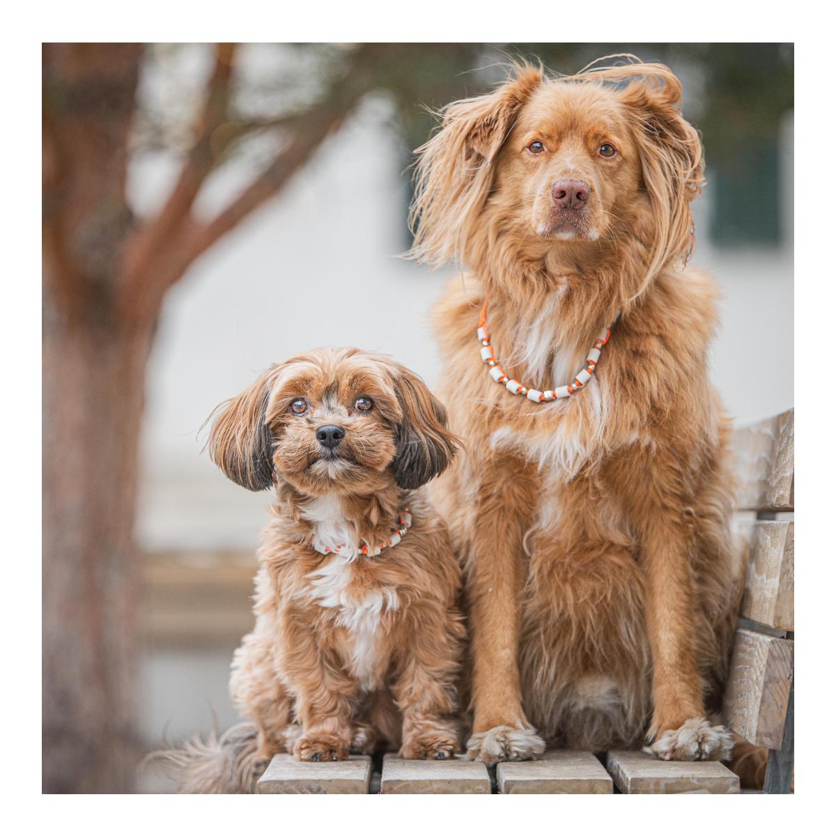 EM-Zeckenhalsband aus Tau mit EM Perlen