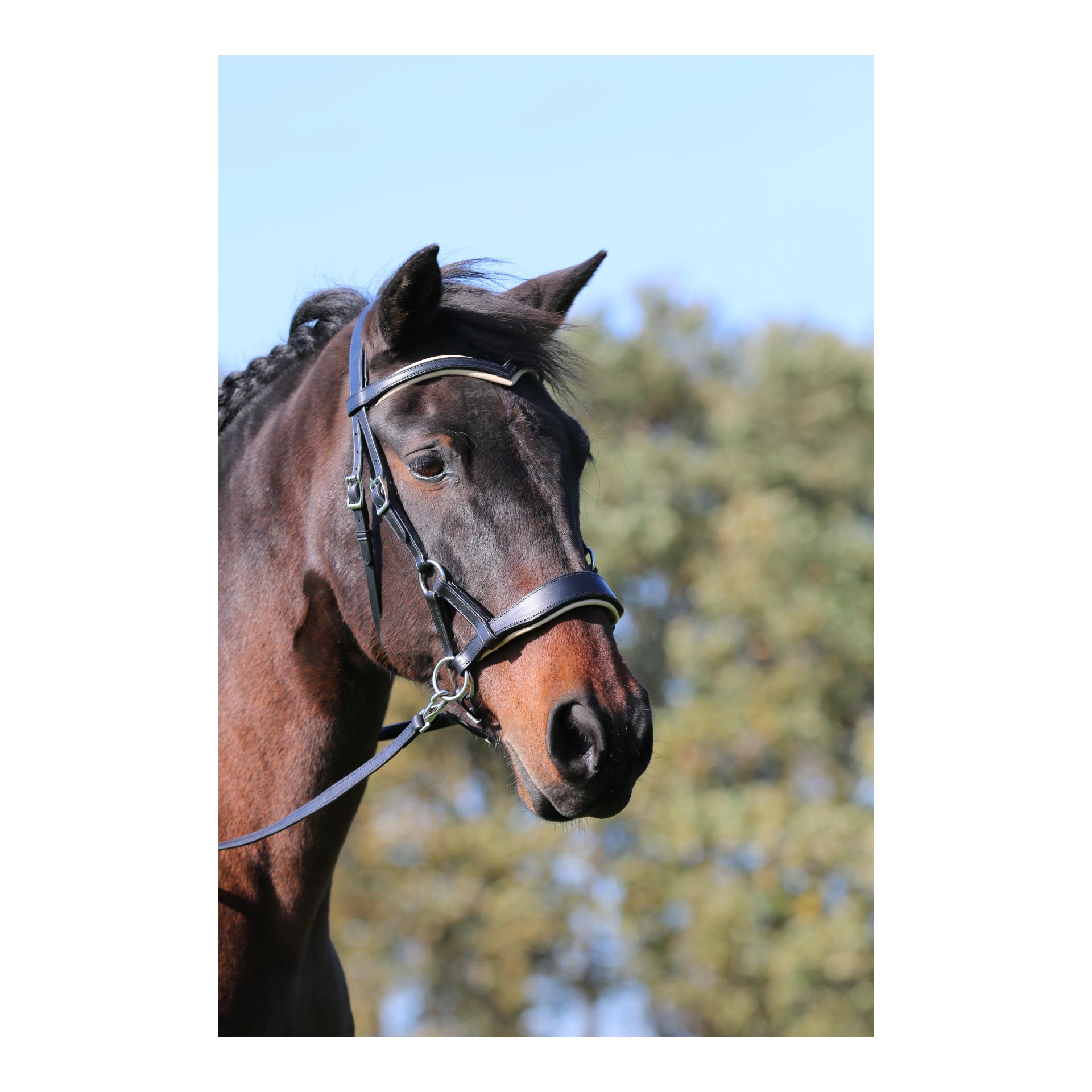 Bride sans mors Aruba avec coussinets colorés flexibles - noir