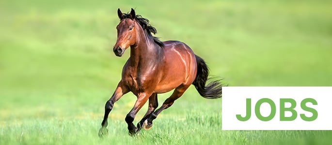 reitsport_ch-jobs reitsport_ch-jobs