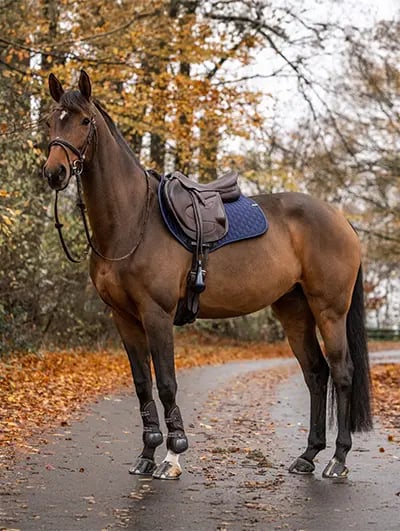 RS-ShopBanner_Stuebben