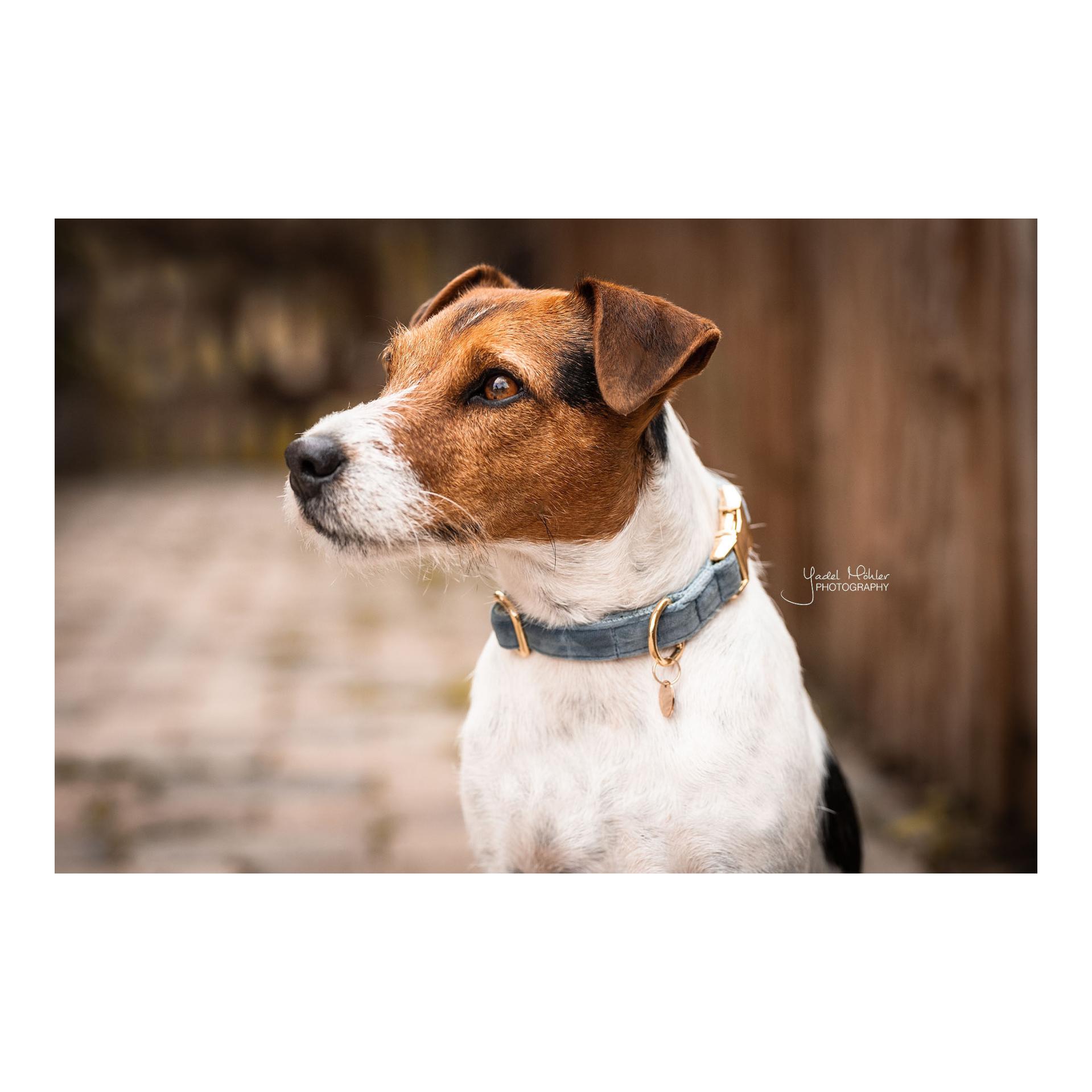Hundehalsband Velvet - light blue Hundehalsband Velvet - light blue