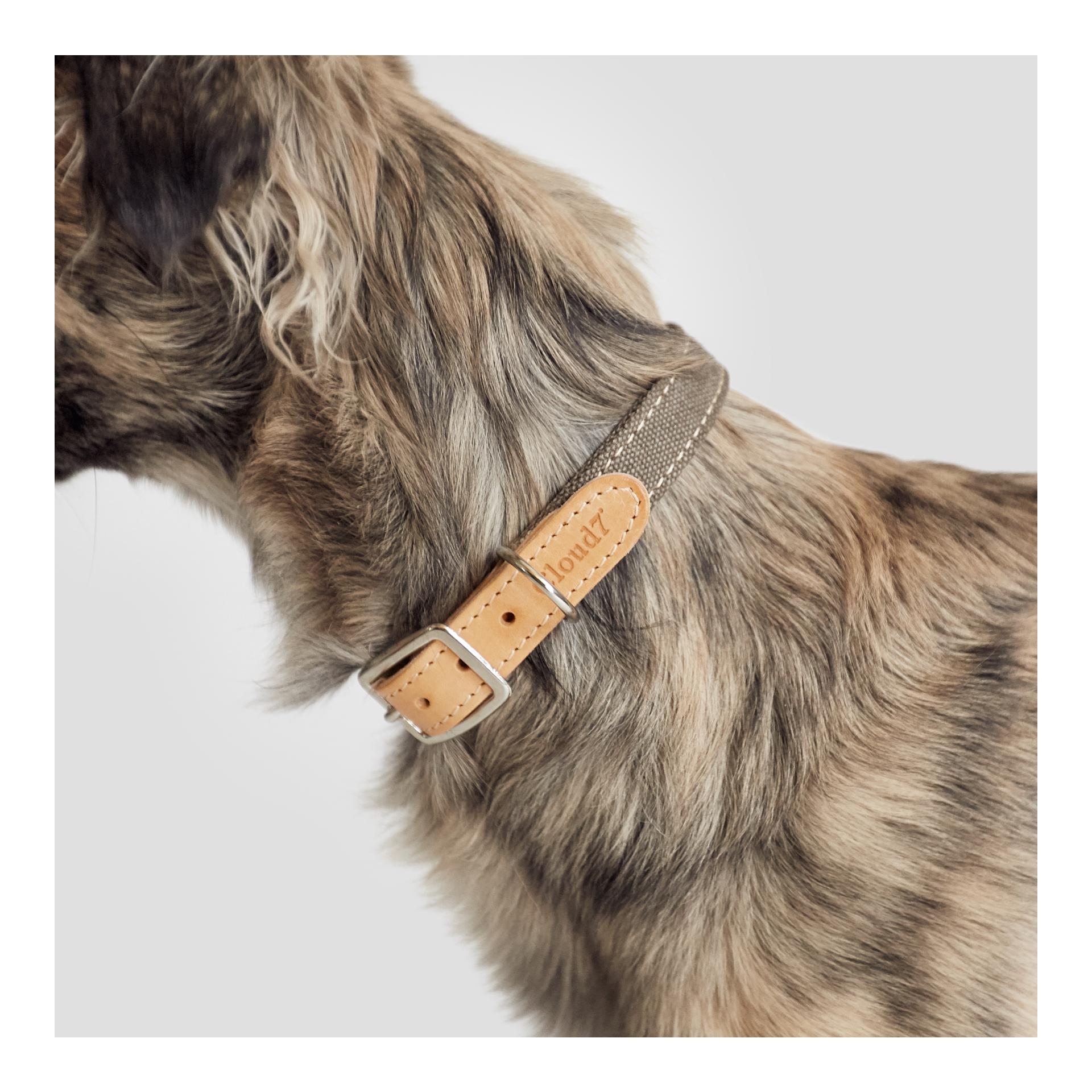 Hundehalsband Tivoli - grau Hundehalsband Tivoli - grau