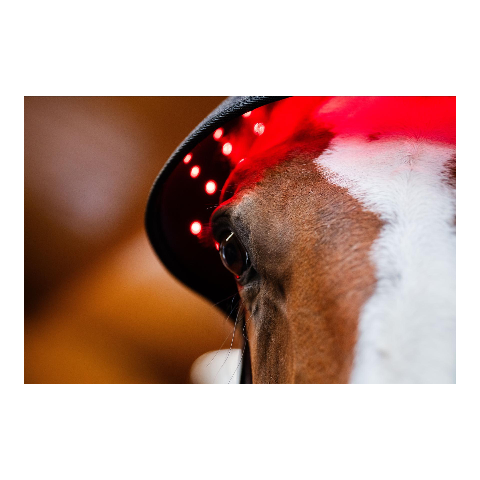 Horseware LED Red Light Therapy Poll Cap