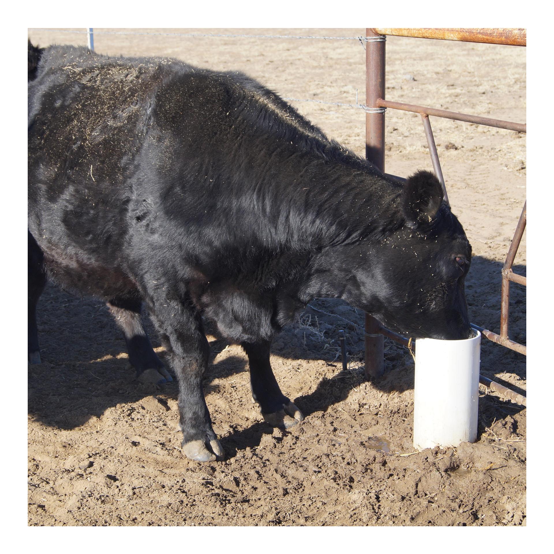 Lister DRINKING POST Abreuvoirs résistants au gel sans électricité