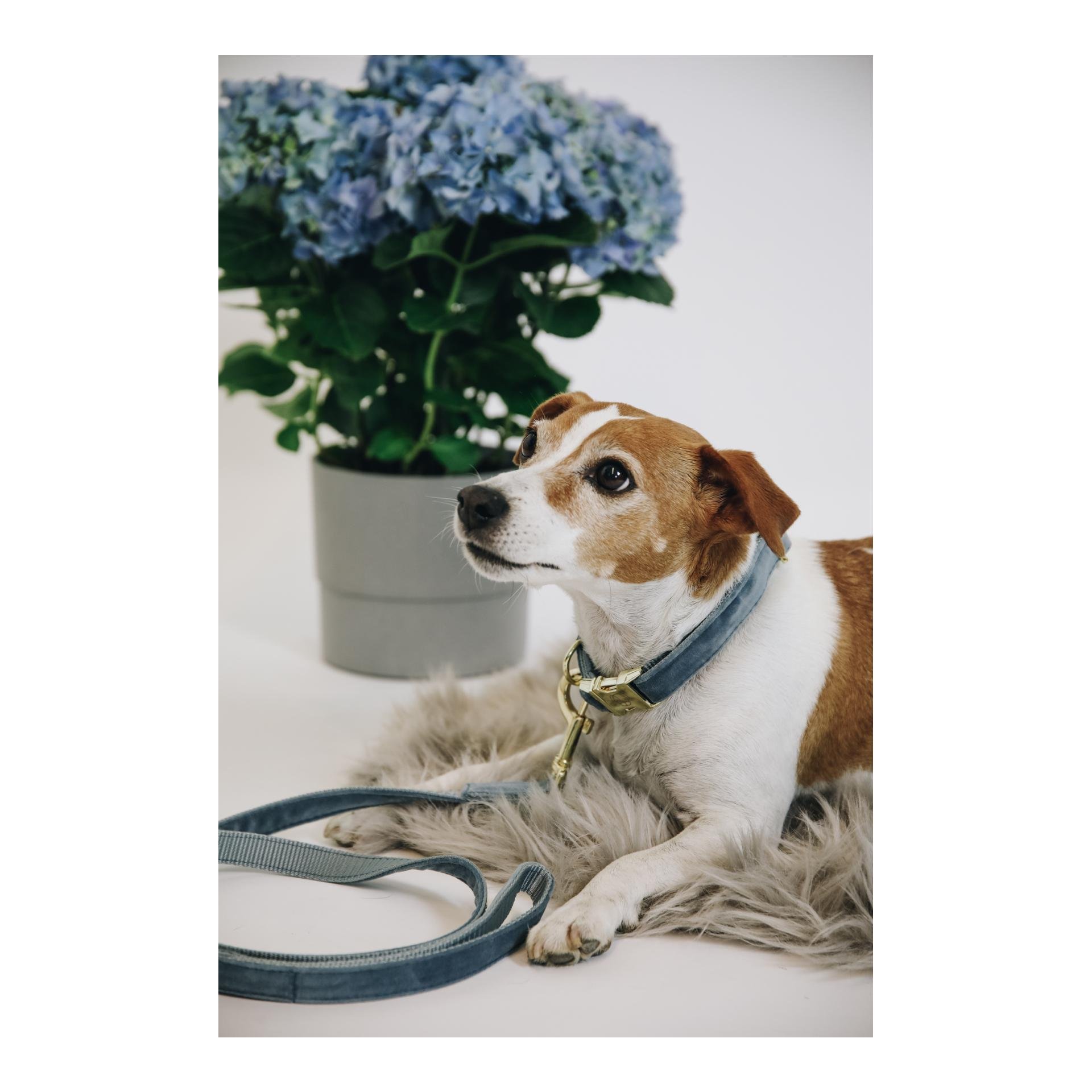 Hundehalsband Velvet - light blue Hundehalsband Velvet - light blue