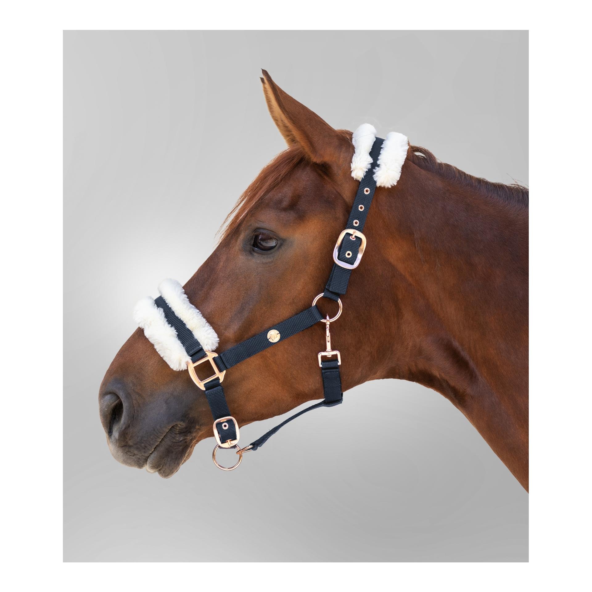 Halfter Modern Rosé - nachtblau