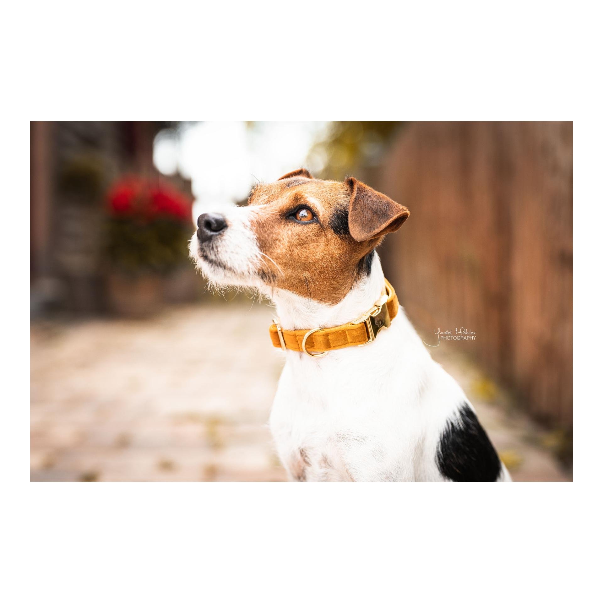 Hundehalsband Velvet - mustard Hundehalsband Velvet - mustard