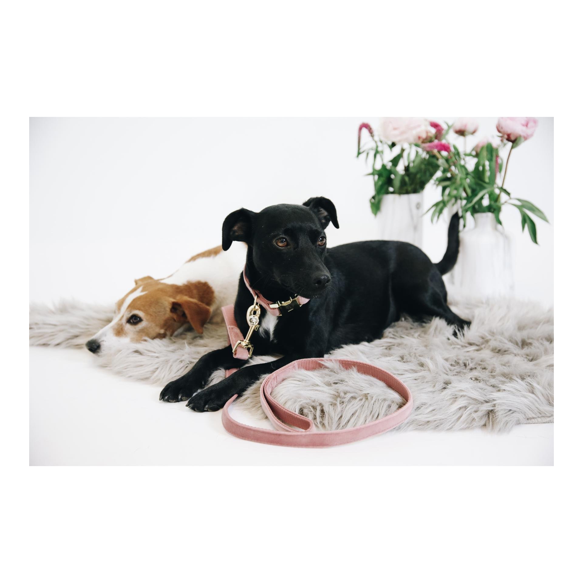 Hundeleine Velvet - old rose Hundeleine Velvet - old rose