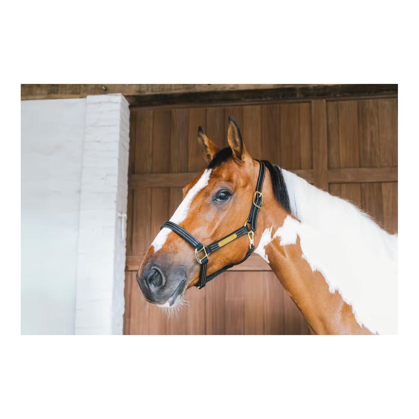 Leder Halfter Wellington Leder Halfter Wellington