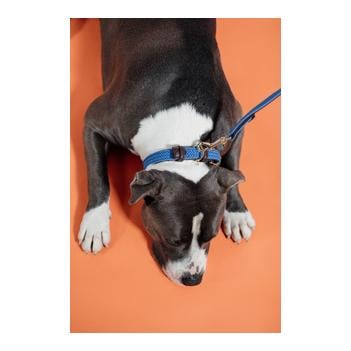 Hundehalsband Nylon geflochten