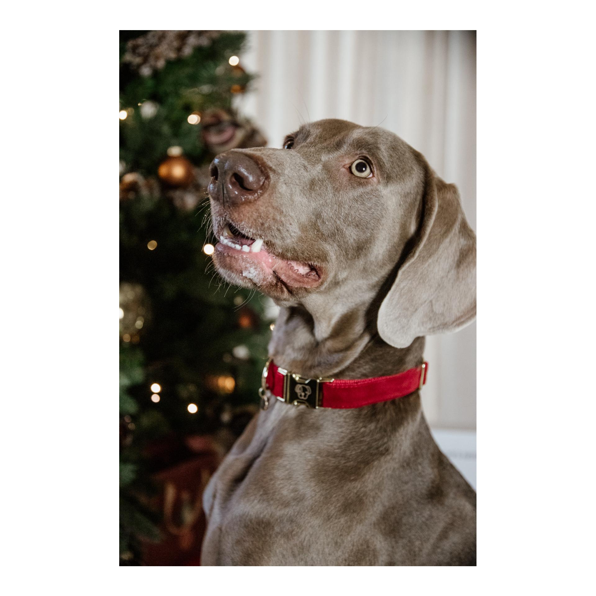 Hundehalsband Corduroy - red Hundehalsband Corduroy - red