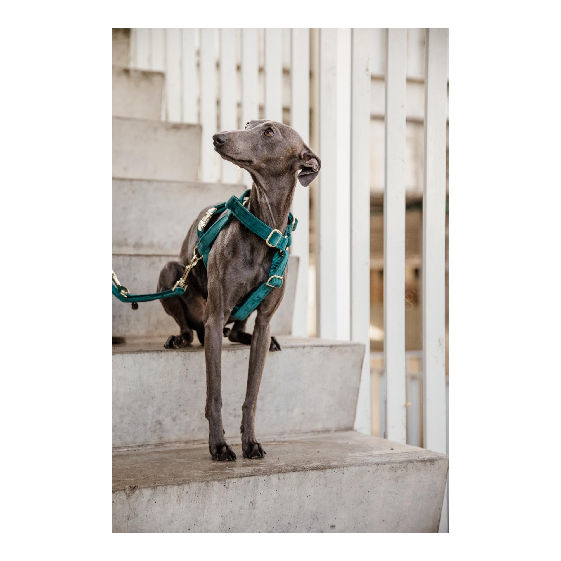 Hundegeschirr Loop Velvet - emerald Hundegeschirr Loop Velvet - emerald