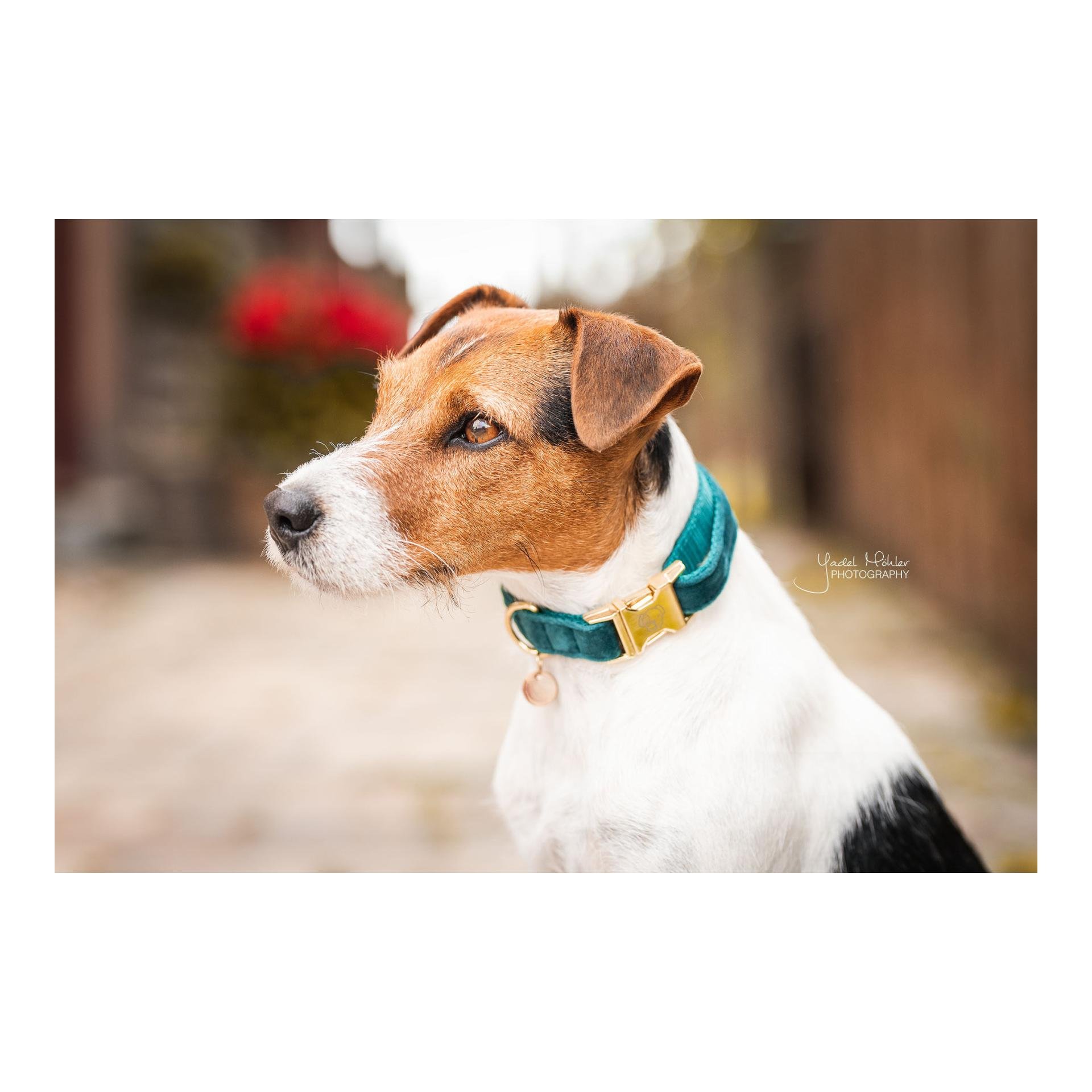 Hundehalsband Velvet - emerald Hundehalsband Velvet - emerald