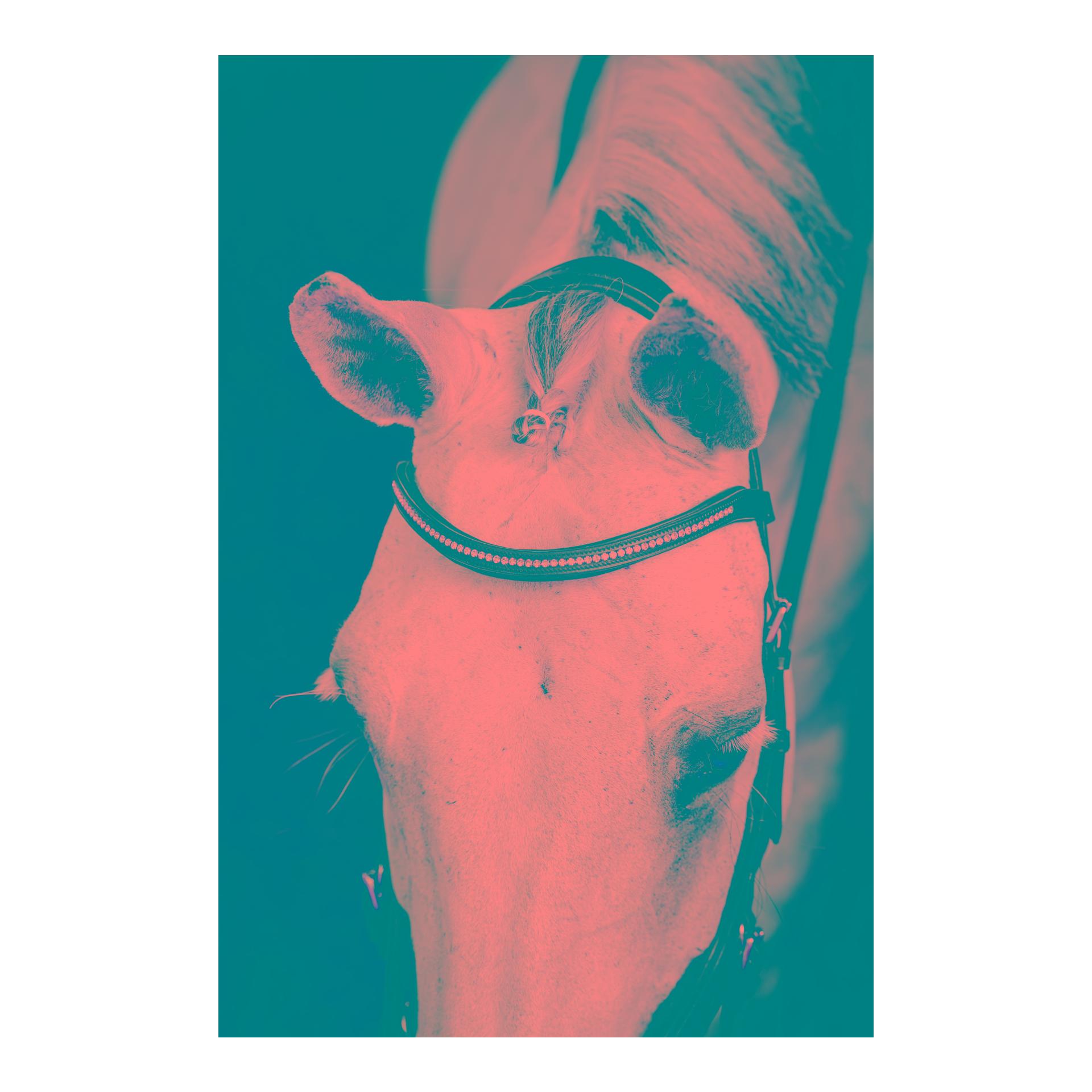 Horseware Bridon de compétition Micklem Diamante