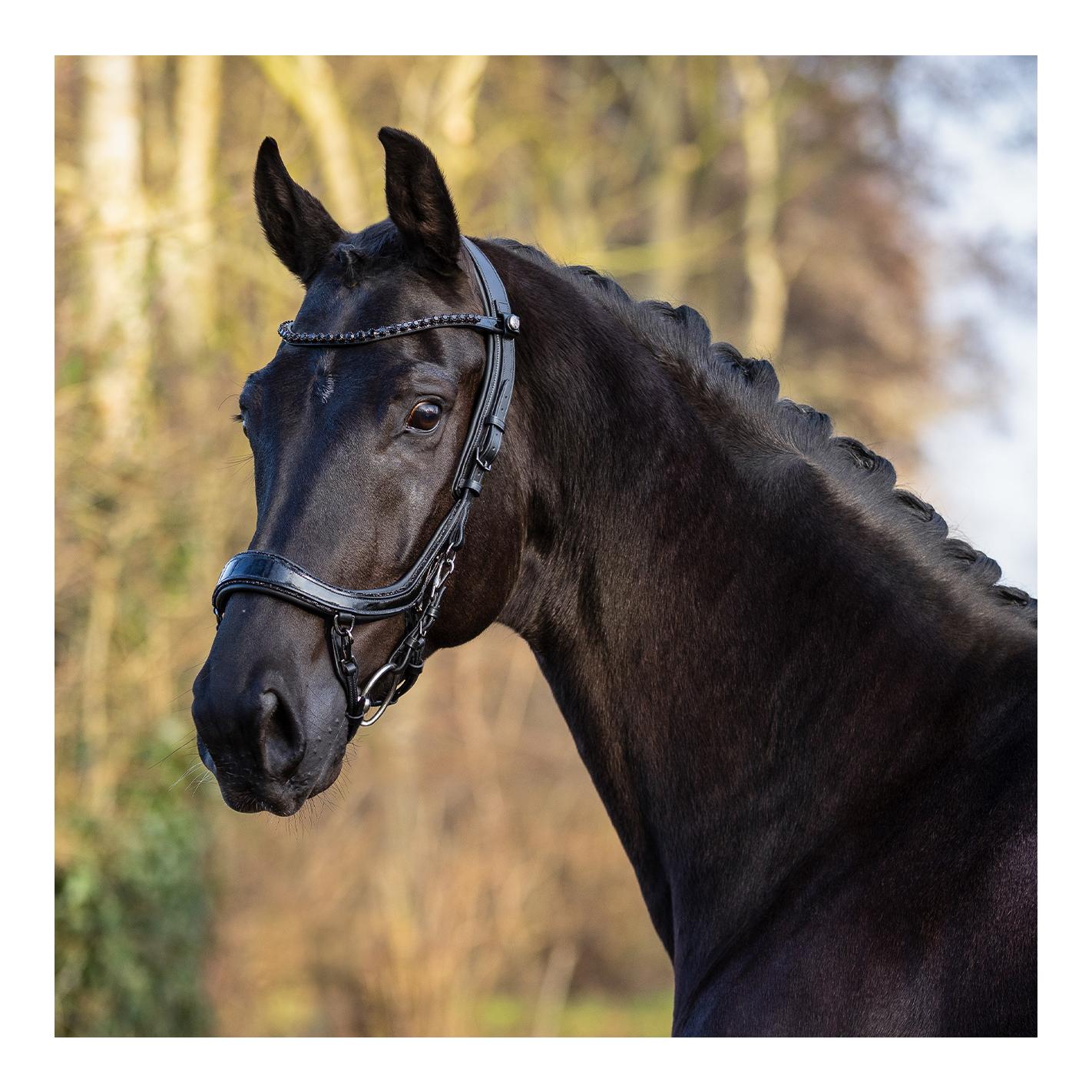 Zaumzeug FaySport Blackpearl