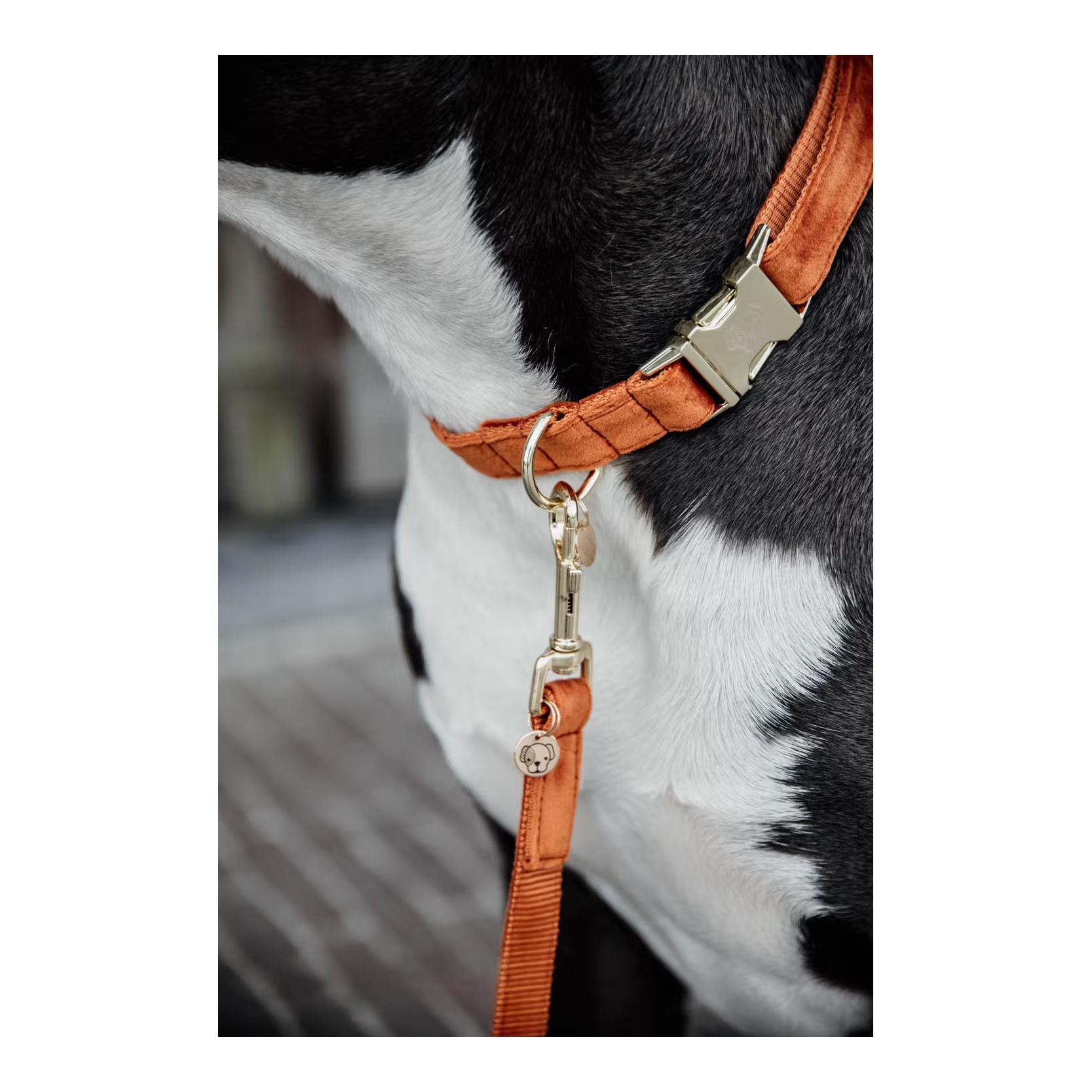 Hundehalsband velvet