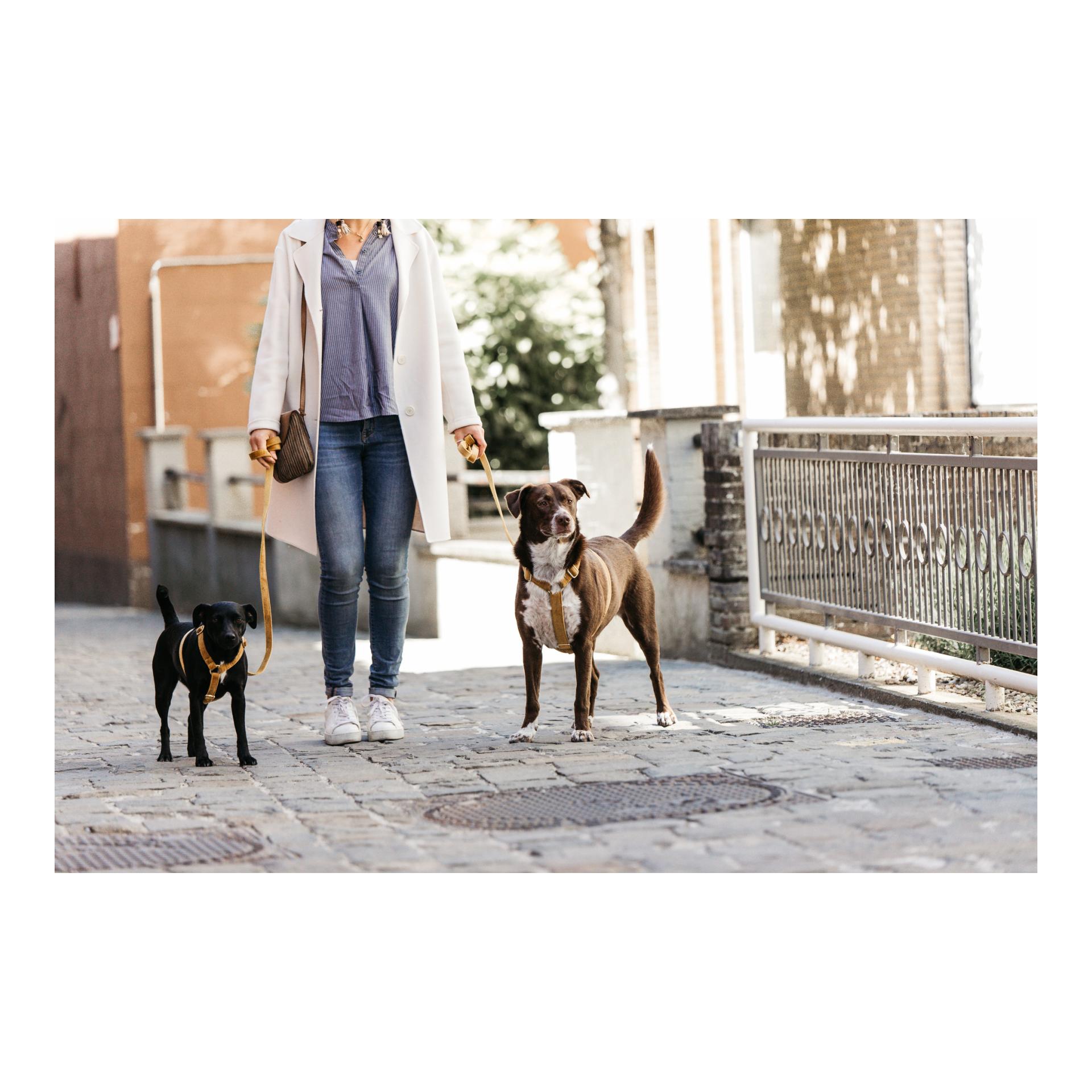 Hundegeschirr Loop Velvet - mustard Hundegeschirr Loop Velvet - mustard