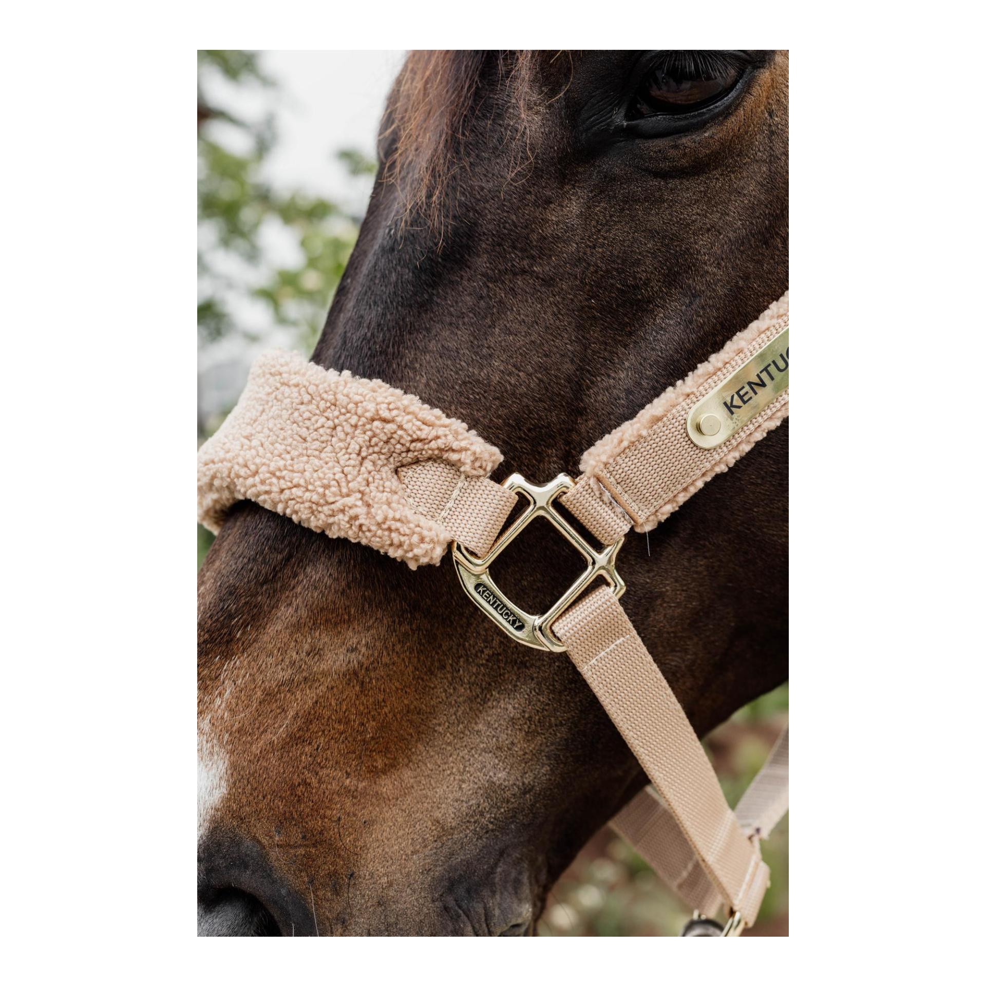 Halfter Teddy fleece Halfter Teddy fleece