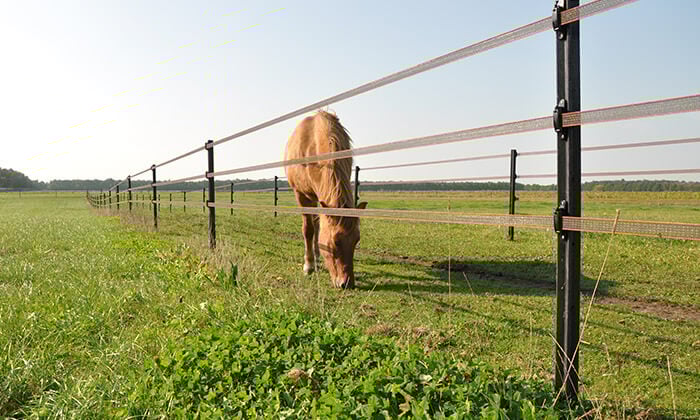 reitsport-weide-header