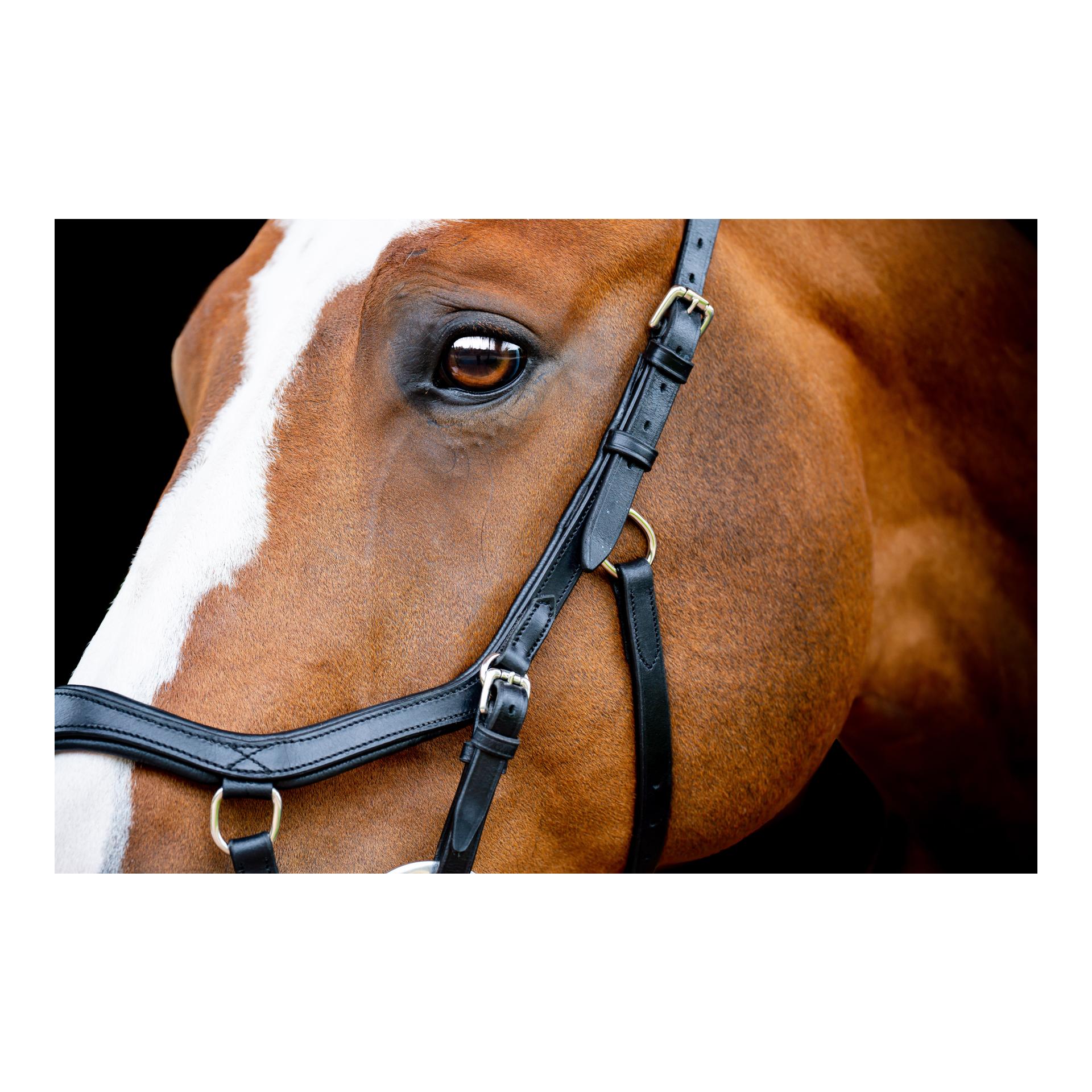 Zaum Micklem3 Competiton ohne Zügel