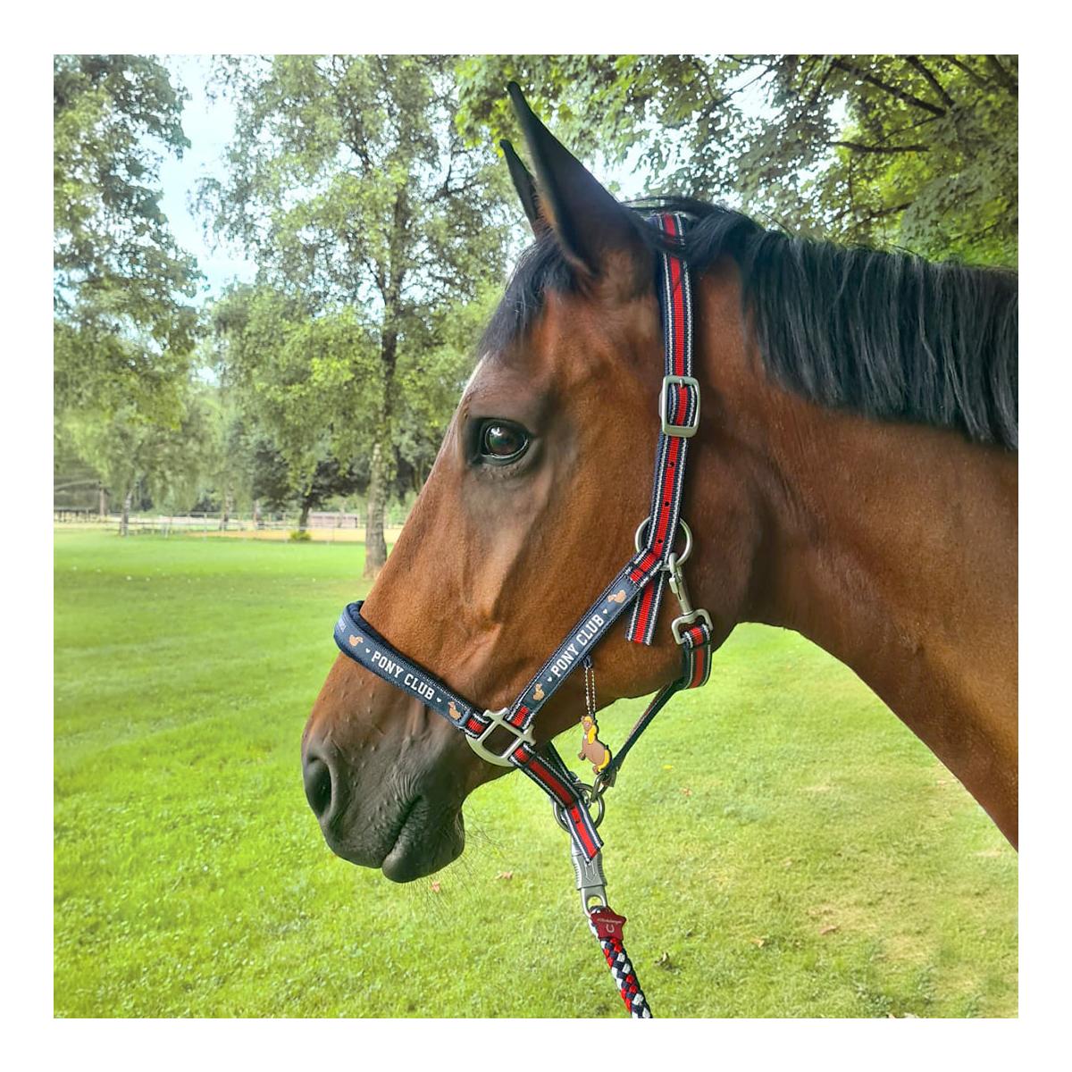 Halfter Dual Alu "Pony Club"