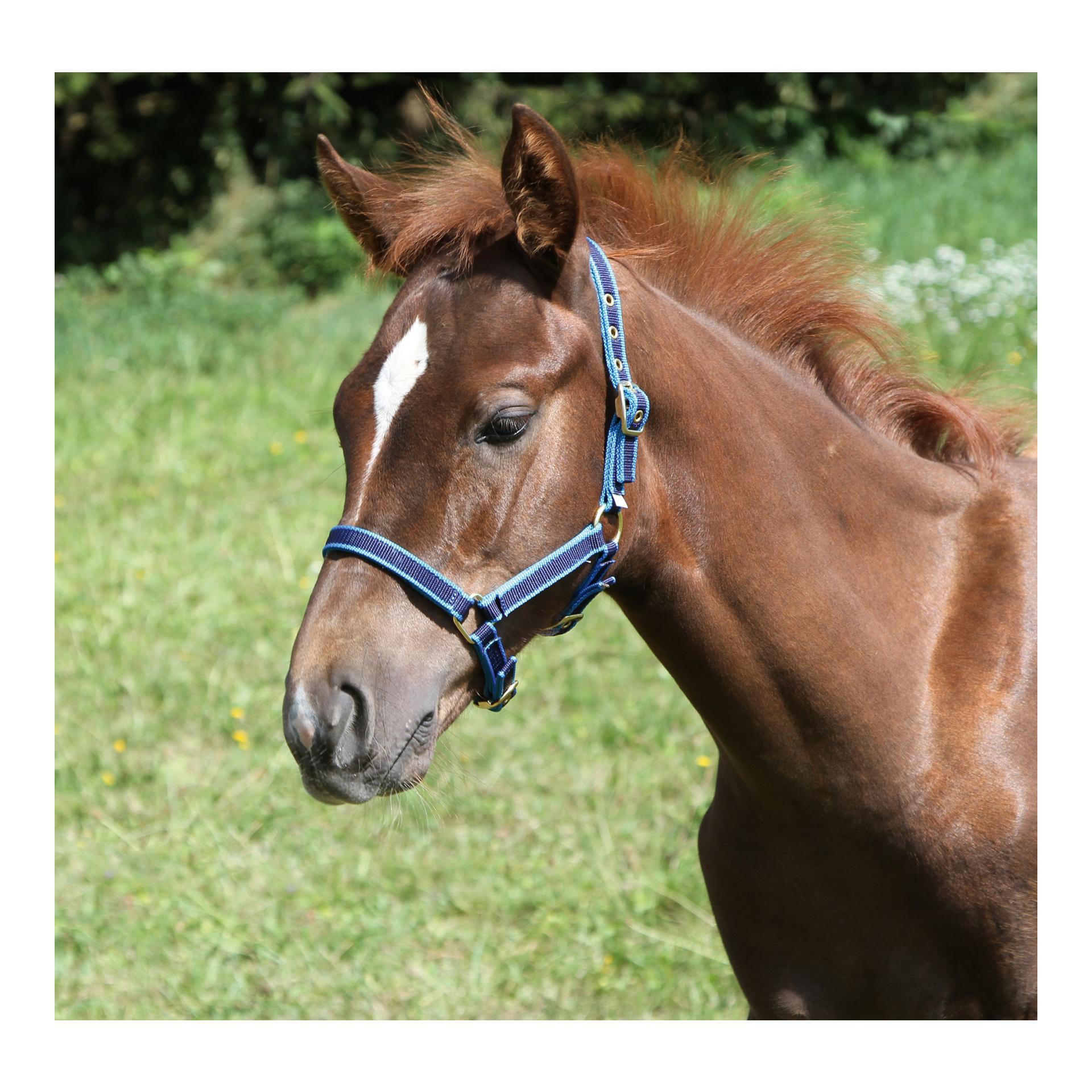 Licol poulains - bleu foncé